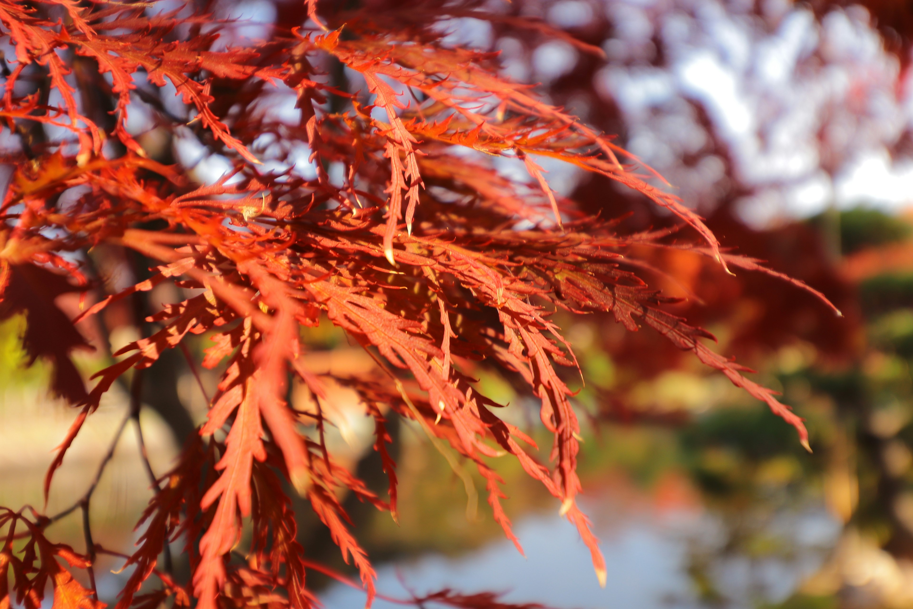 Hojas rojas vibrantes que muestran la belleza del otoño