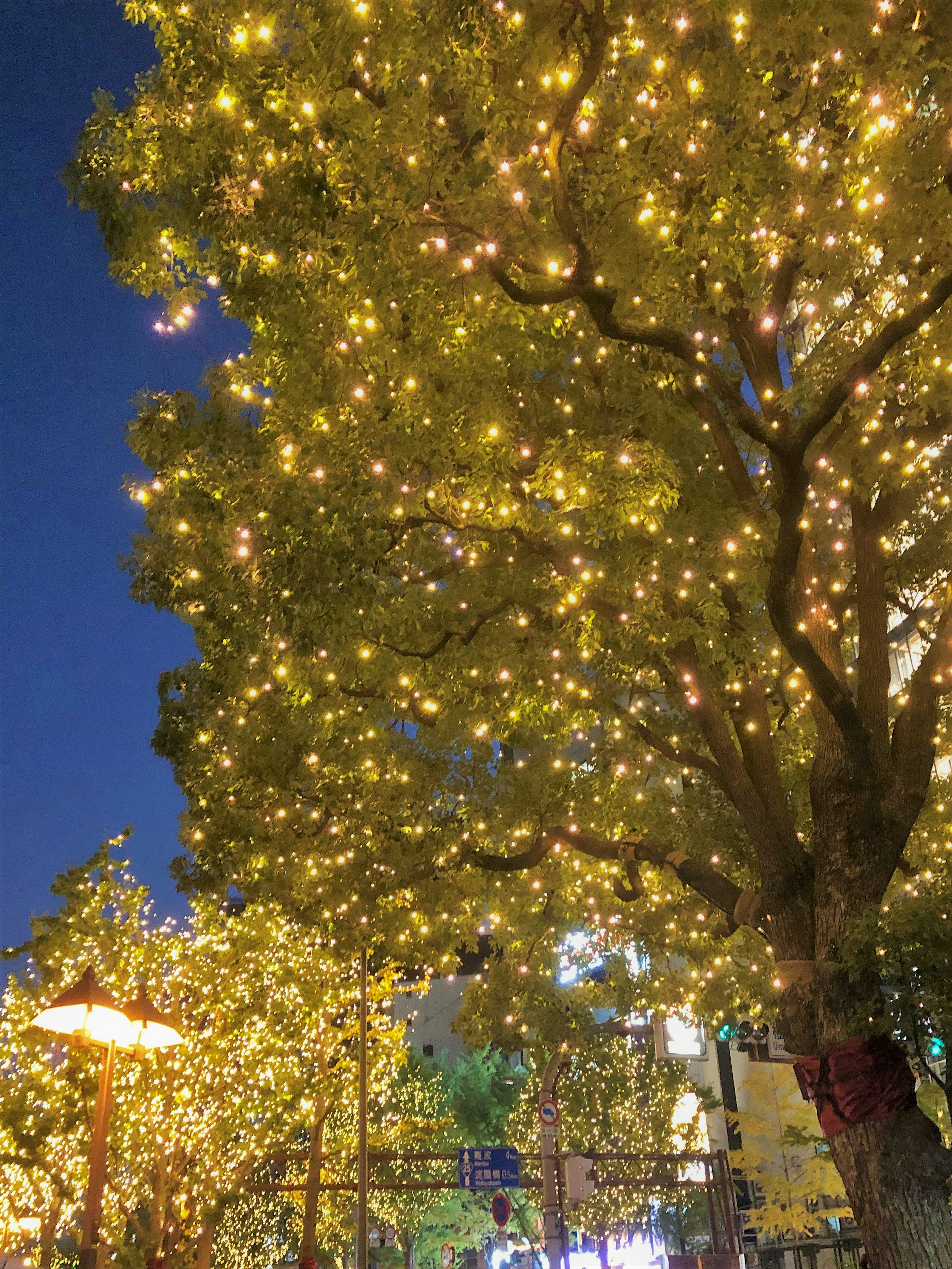 Trees adorned with glowing lights under the night sky