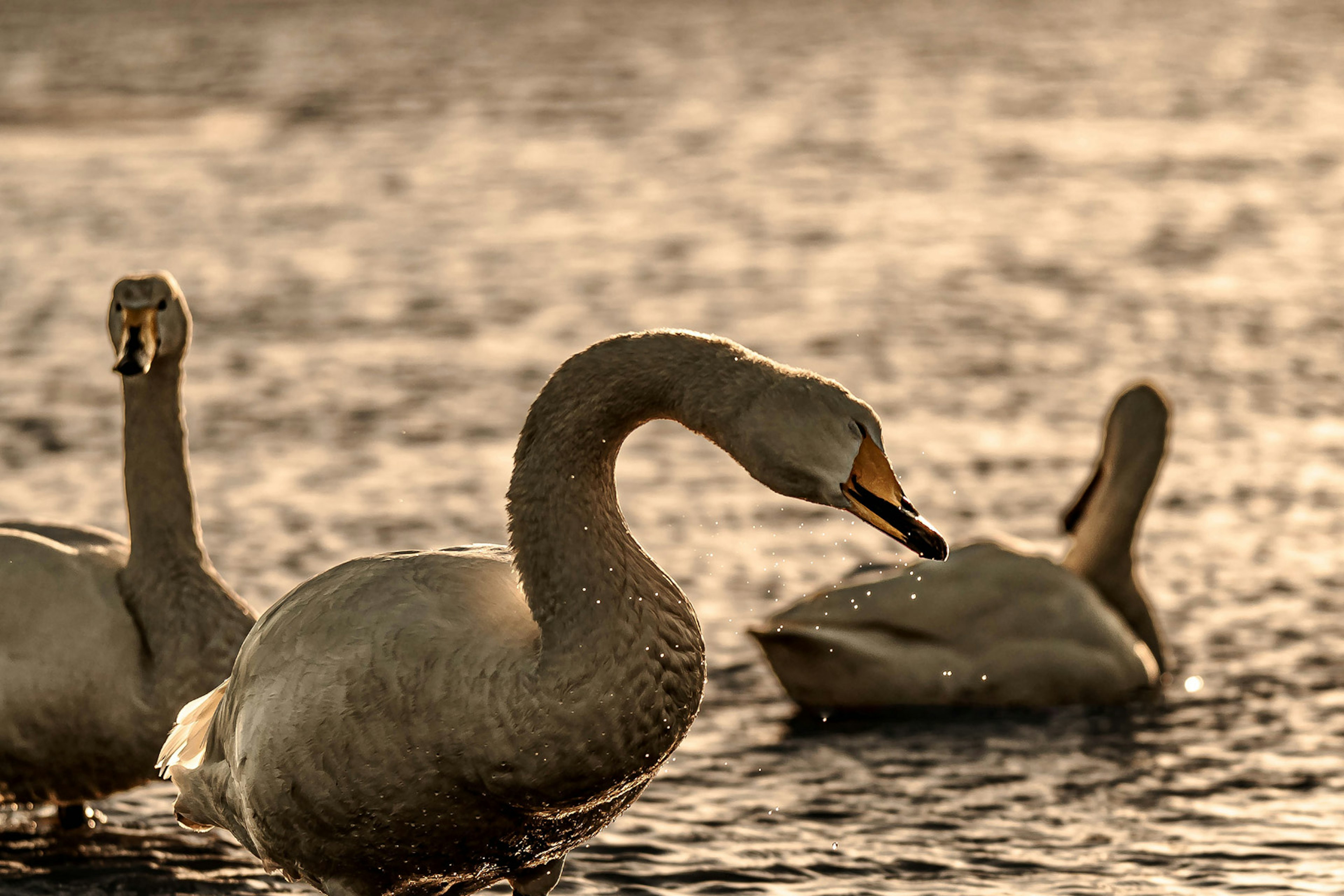 A group of swans swimming on the water illuminated by sunset light