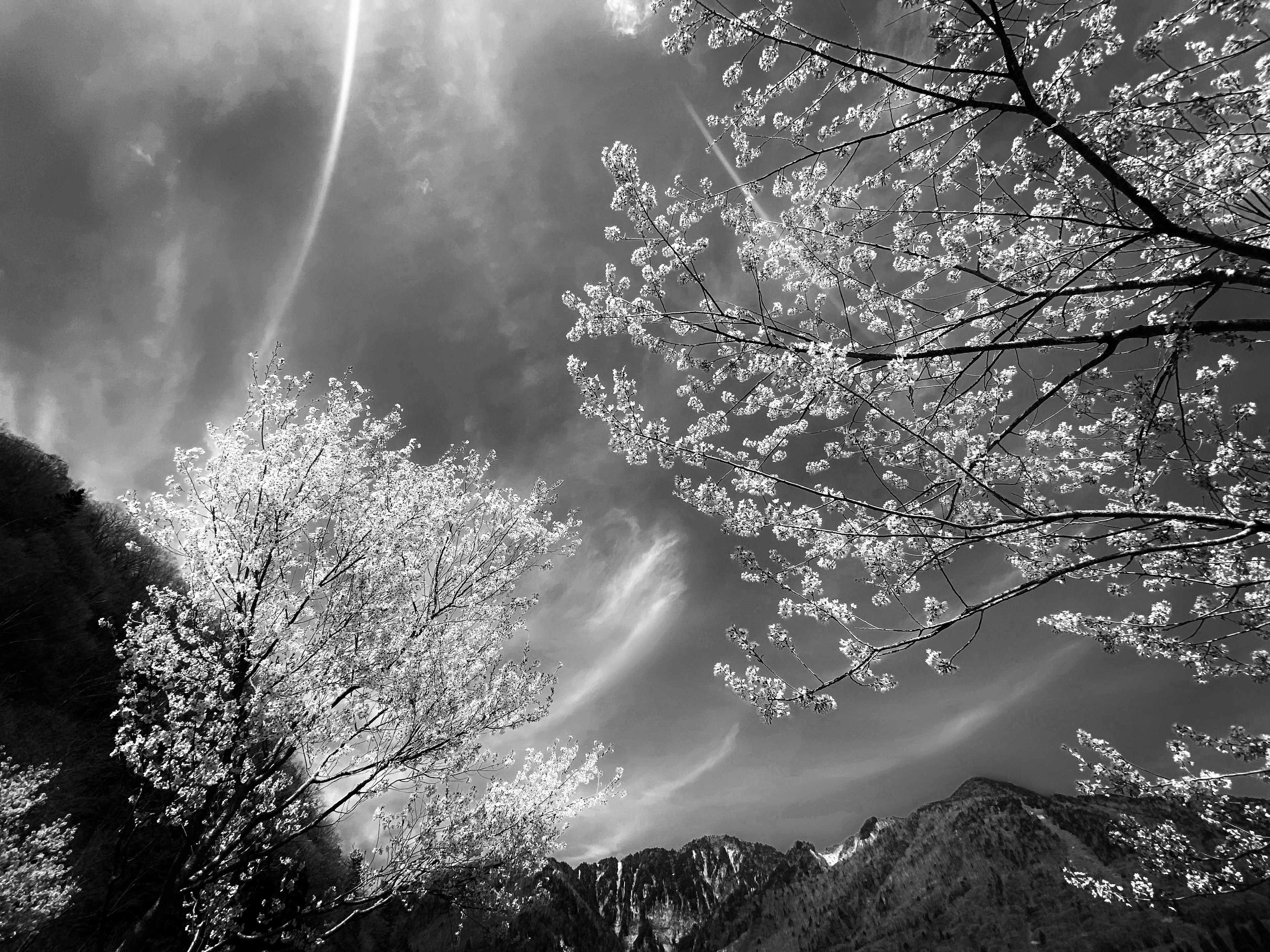 Paysage en noir et blanc avec des cerisiers en fleurs et des silhouettes de montagnes