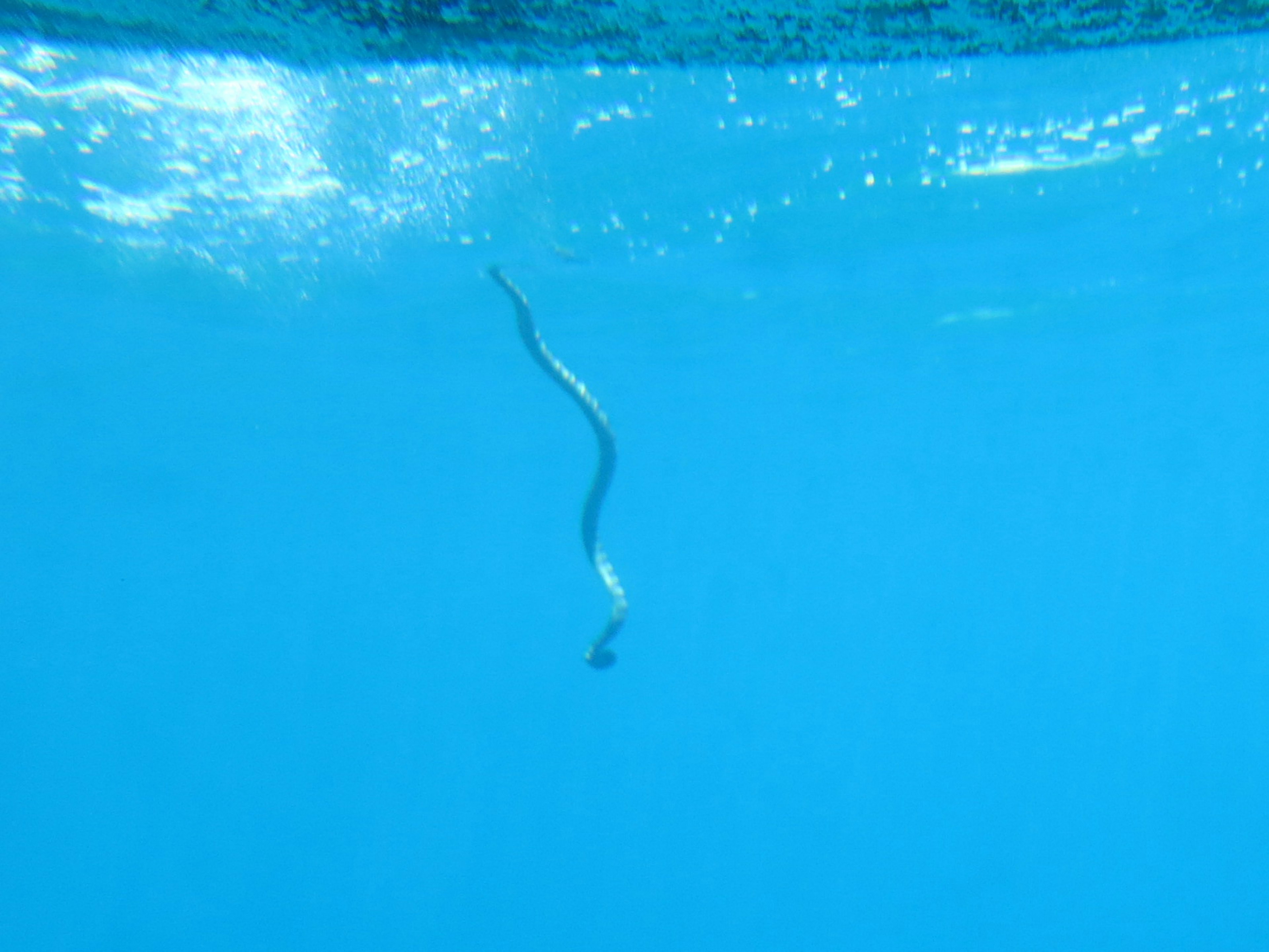 Una criatura parecida a una serpiente nadando en el océano azul