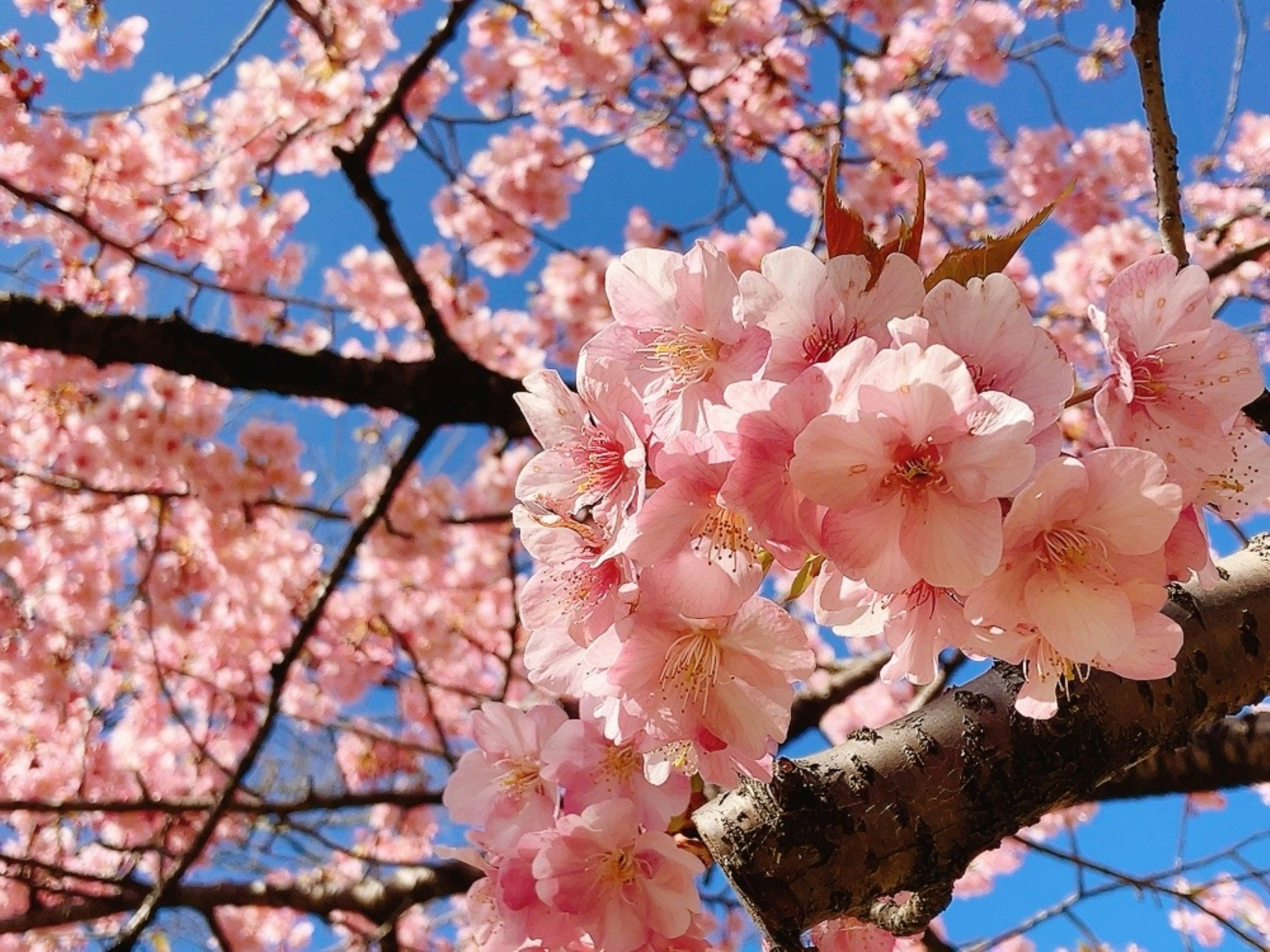 Close-up of cherry blossoms blooming on branches against a blue sky