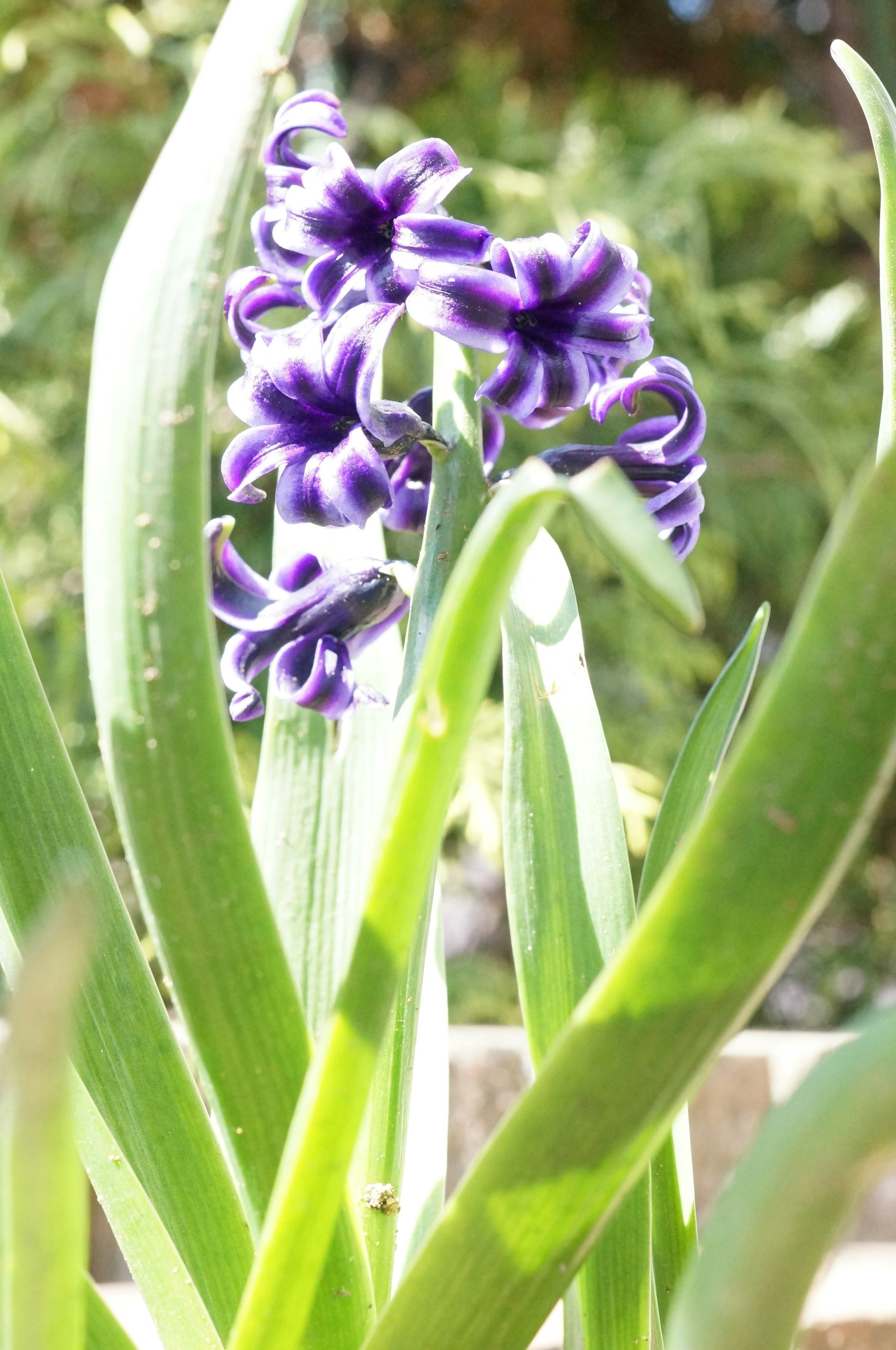 Fiori di giacinto viola con foglie verdi in un giardino