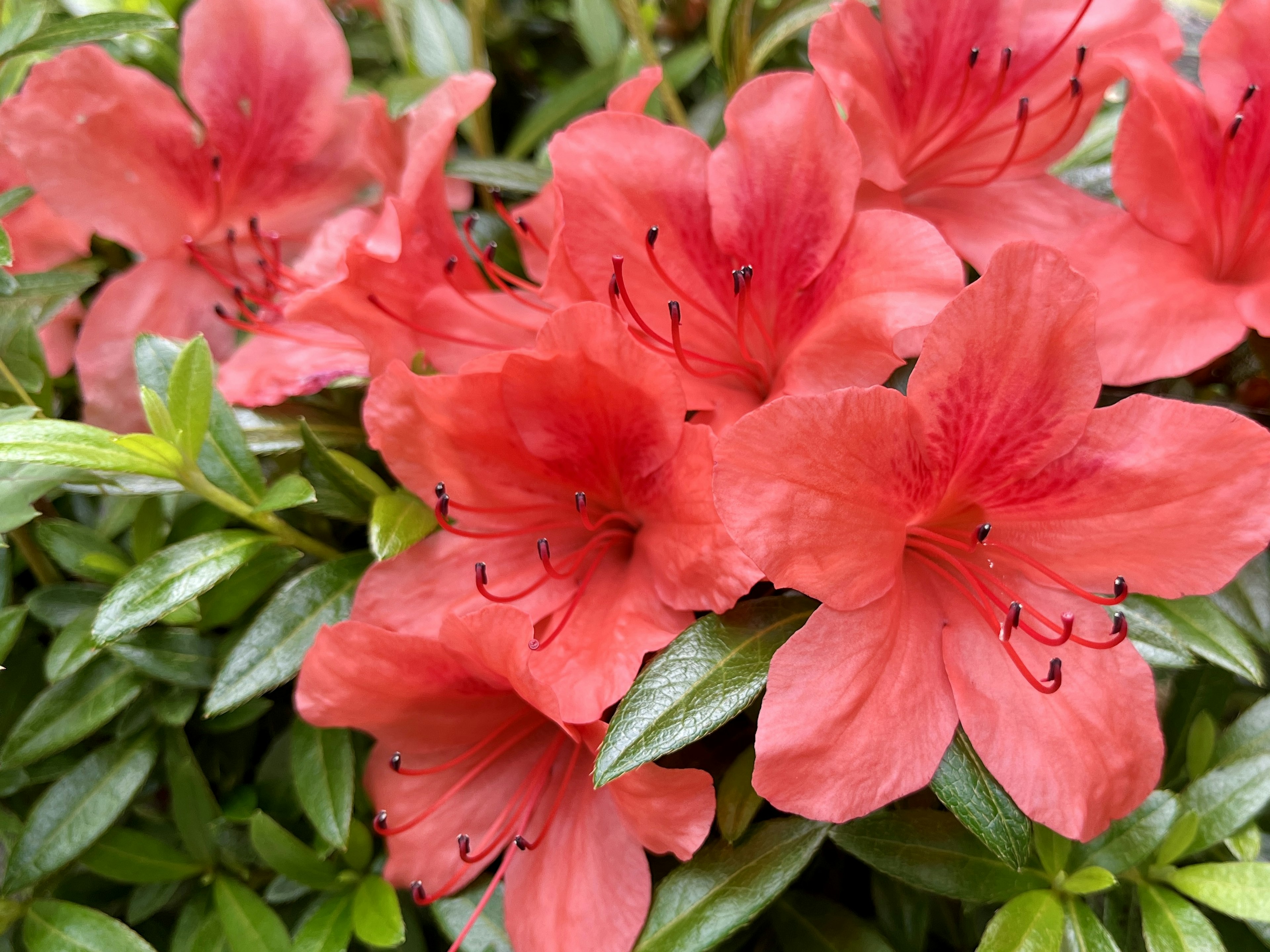 鮮やかな赤いツツジの花が咲いている緑の葉に囲まれている