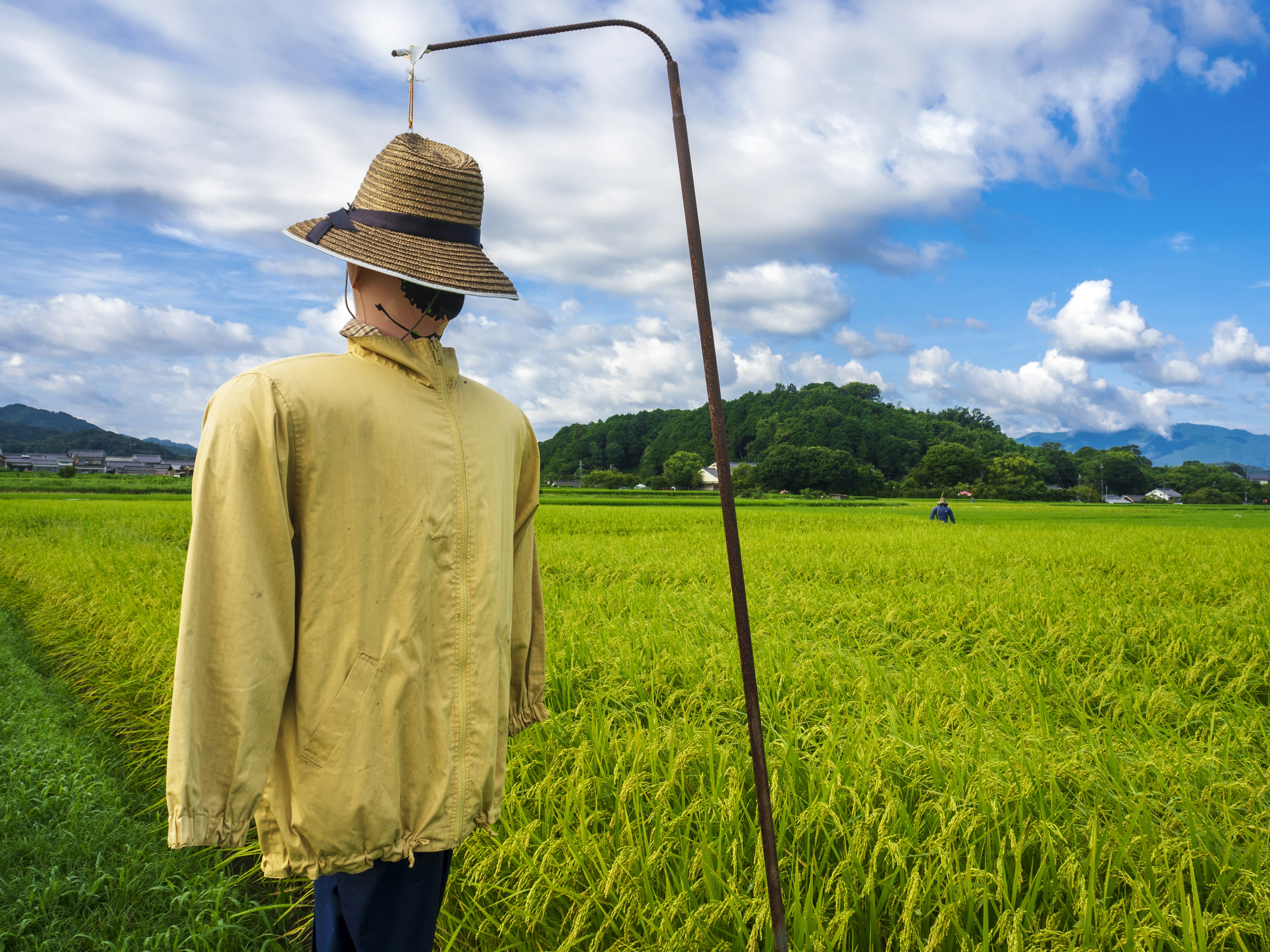 Scarecrow in a rice field under a blue sky