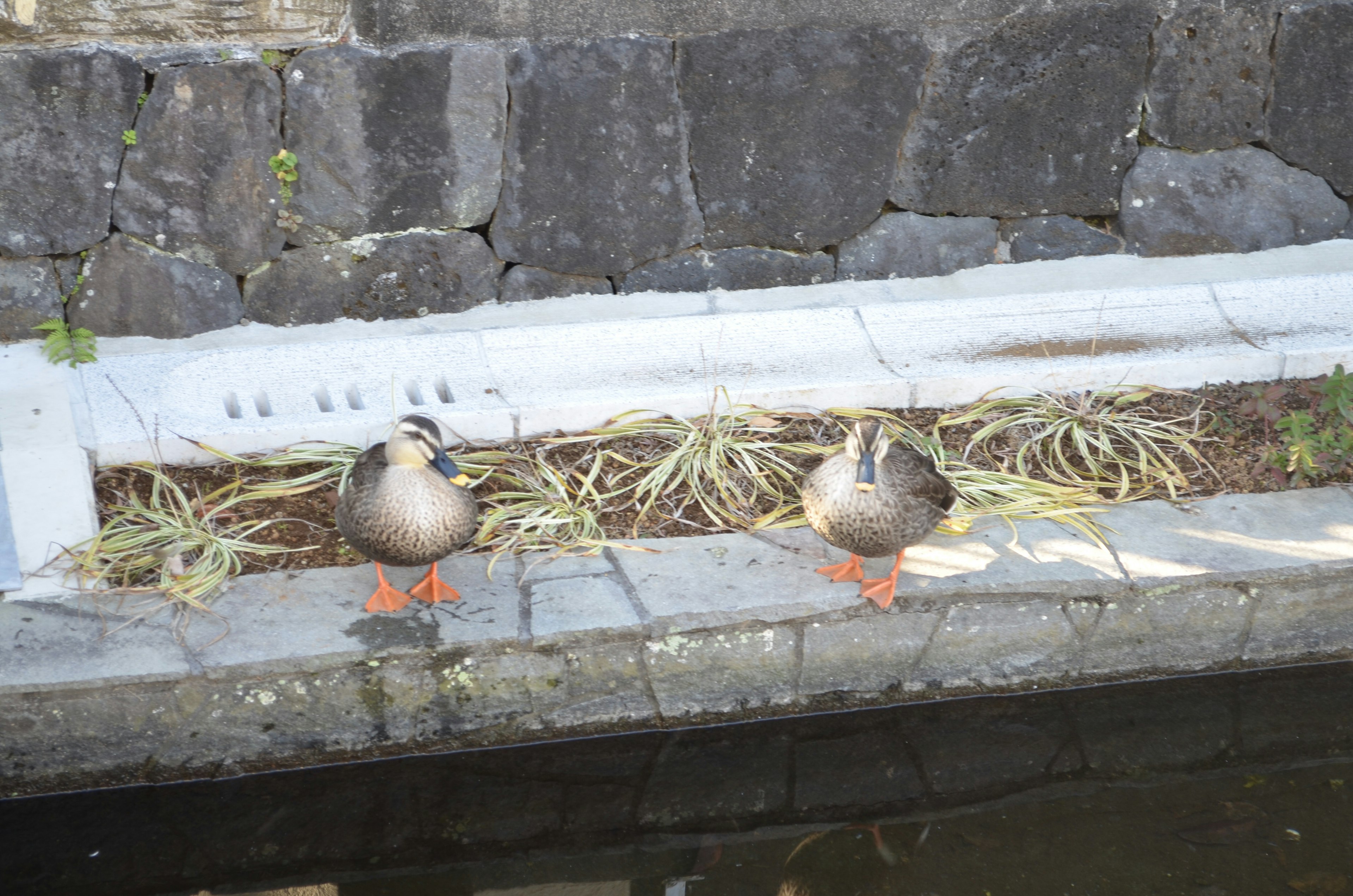 Due anatre in piedi vicino all'acqua