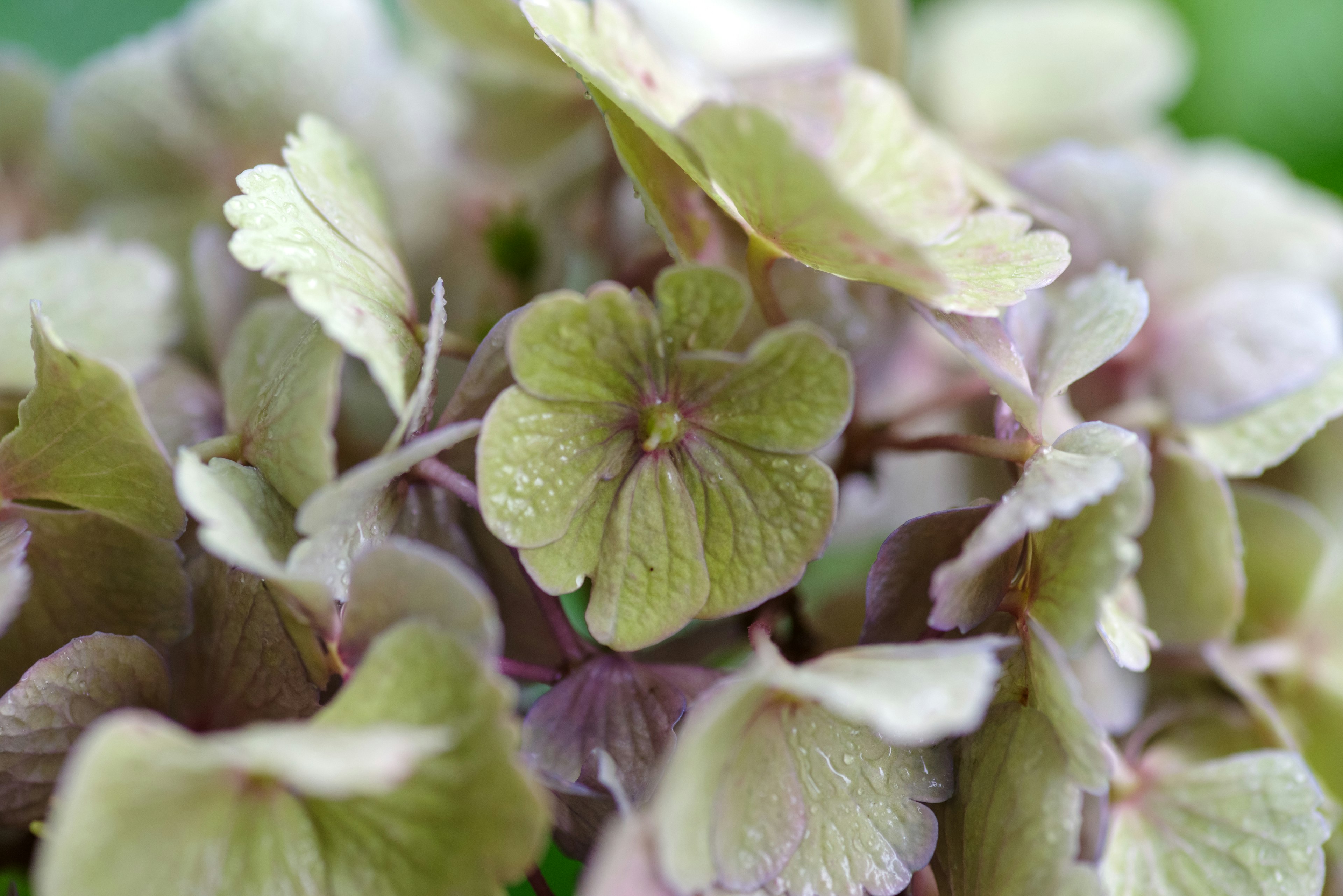 Close-up kelopak hydrangea yang halus dan pucat