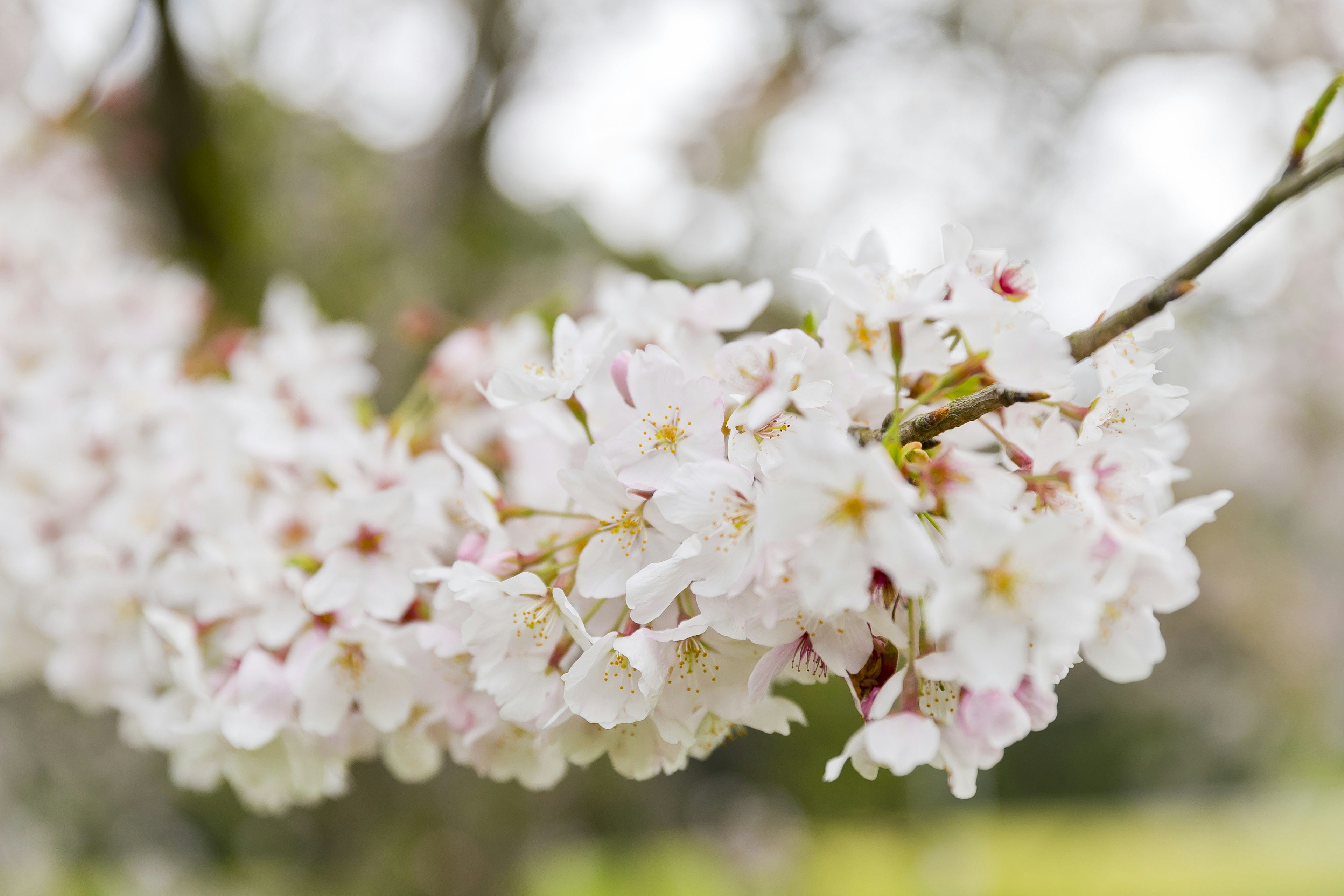 桜の花が咲いている枝のクローズアップ