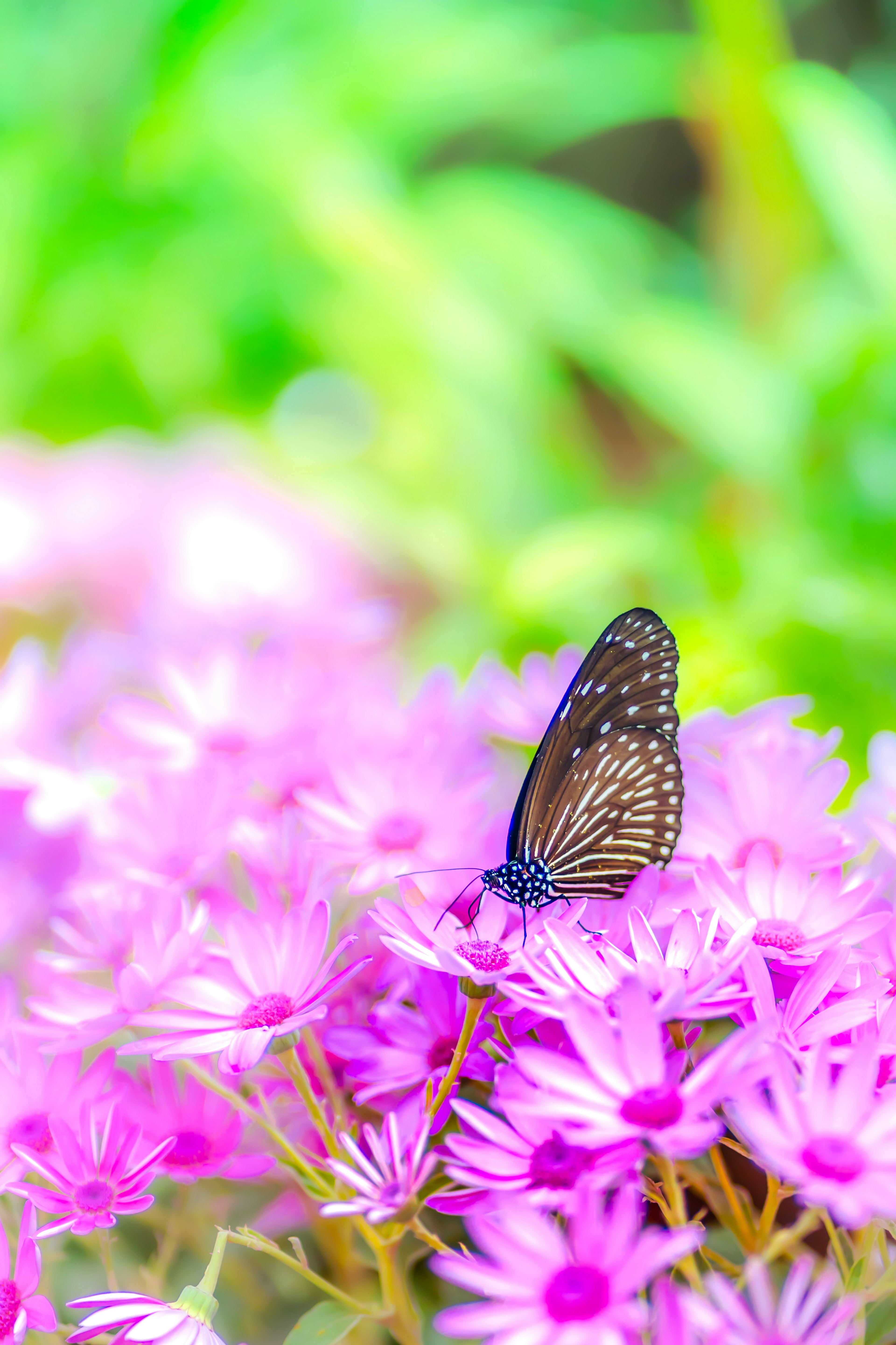 Photo en gros plan d'un papillon sur des fleurs violettes