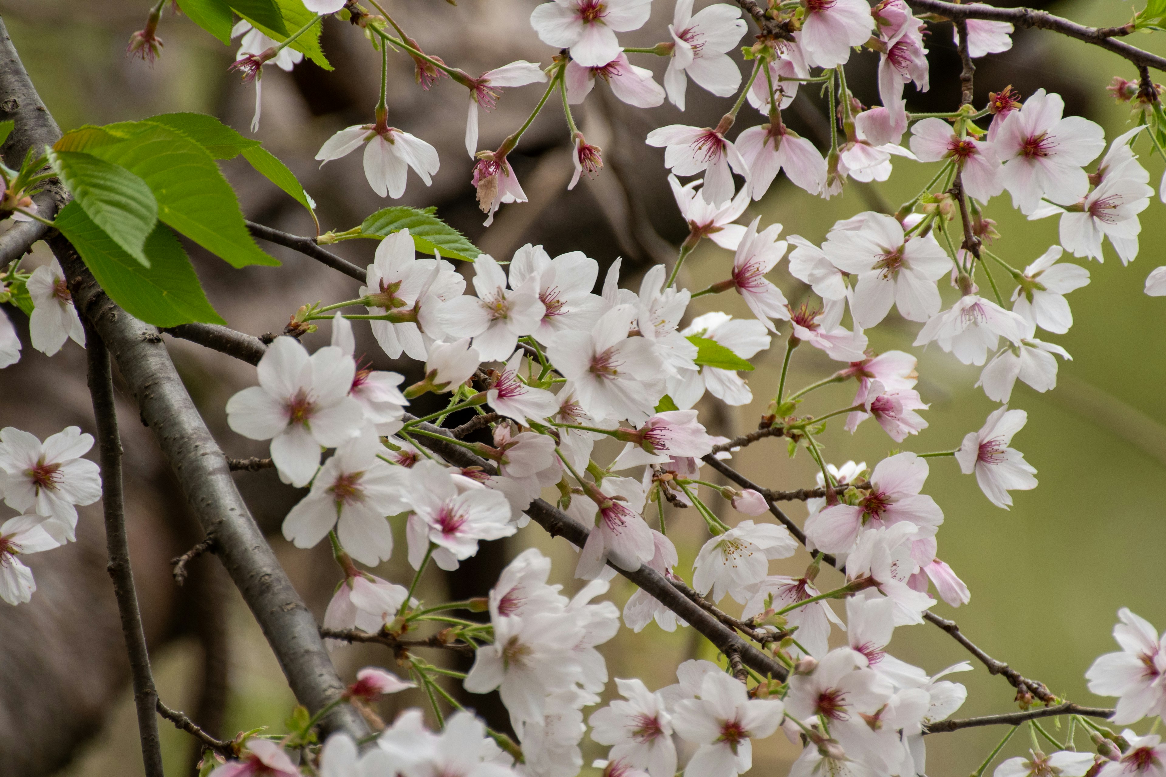 Kedekatan bunga sakura di cabang