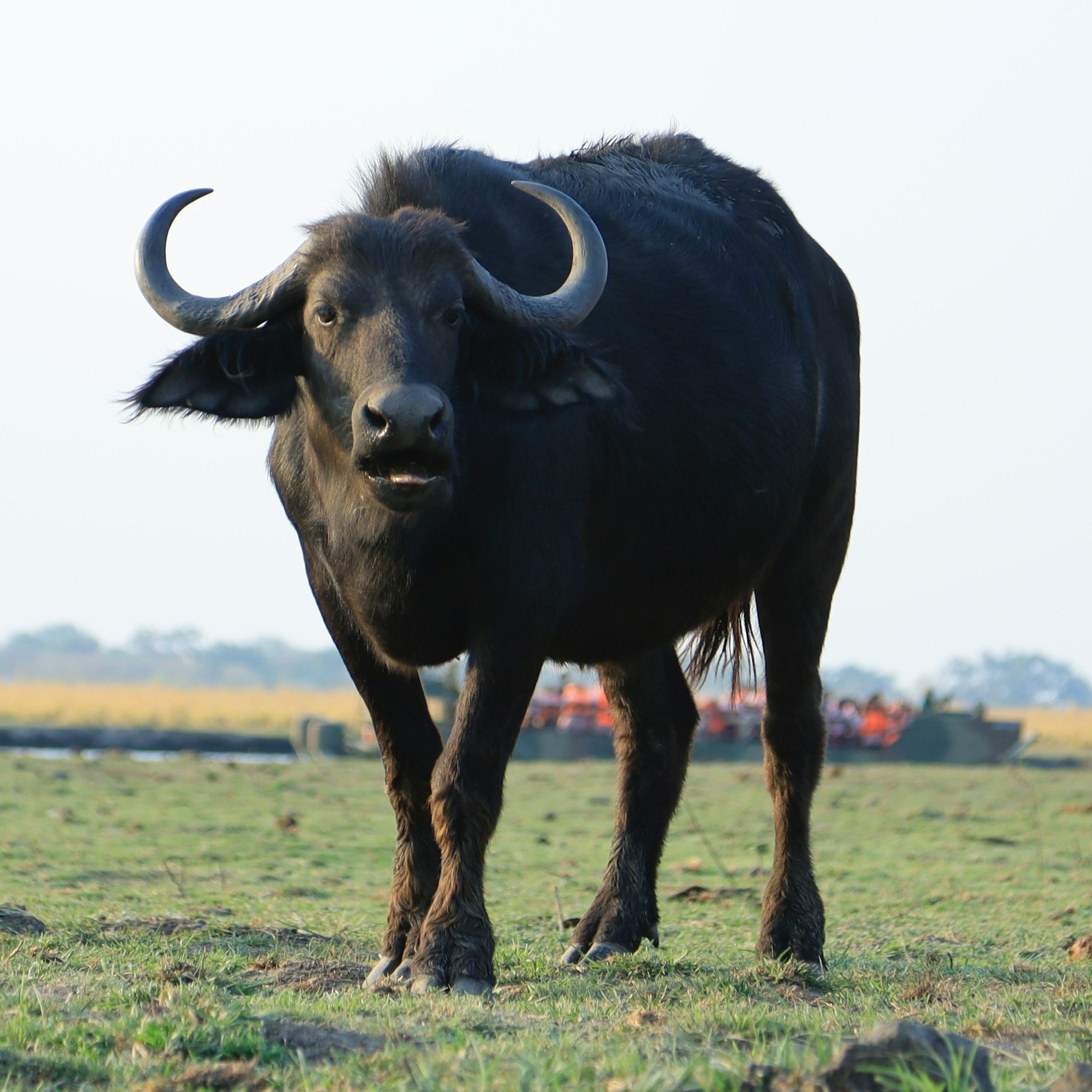 Black water buffalo standing in a grassy field