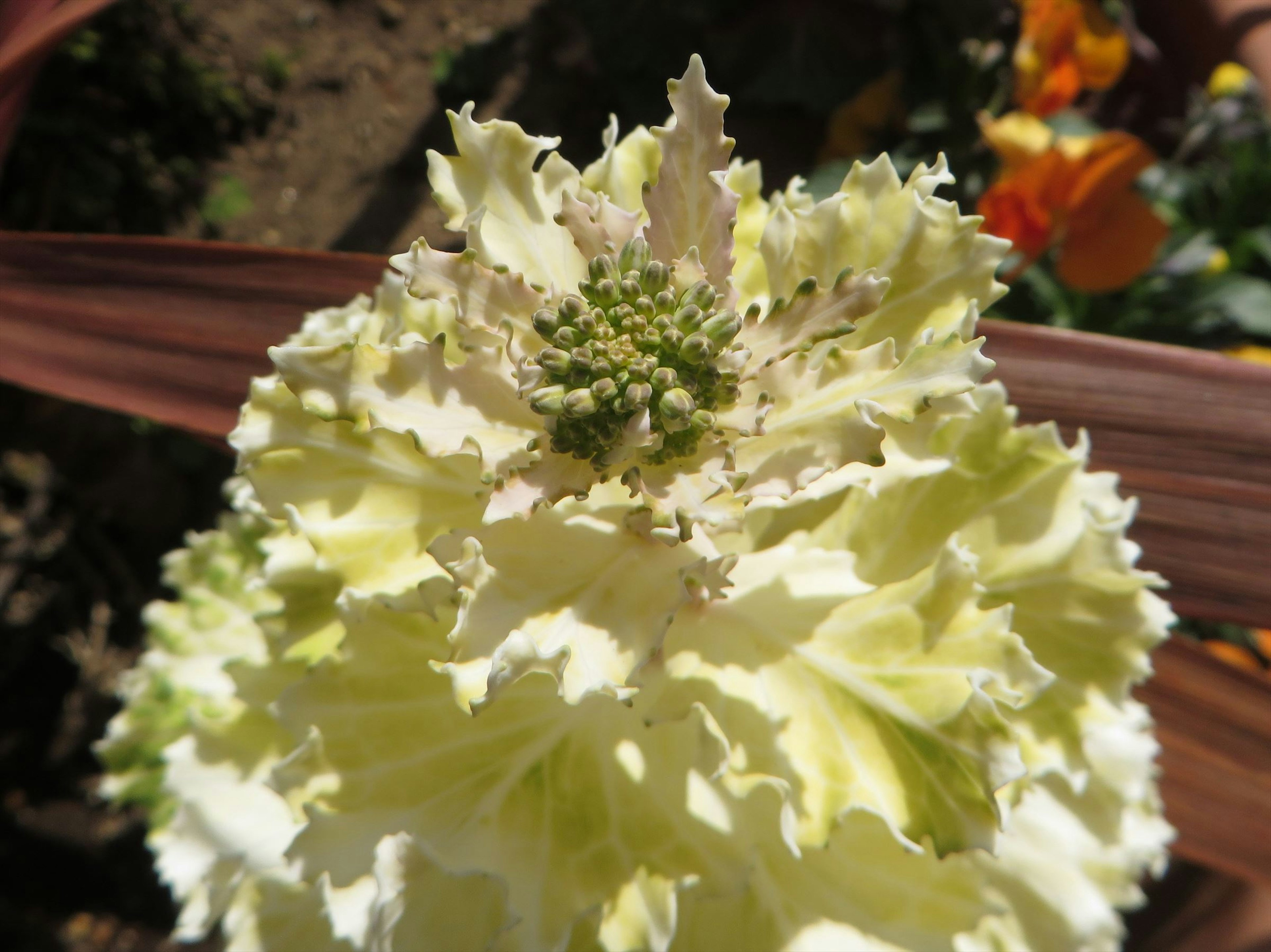 Acercamiento de una planta con hojas rizadas blancas y verdes con pequeños brotes en la parte superior