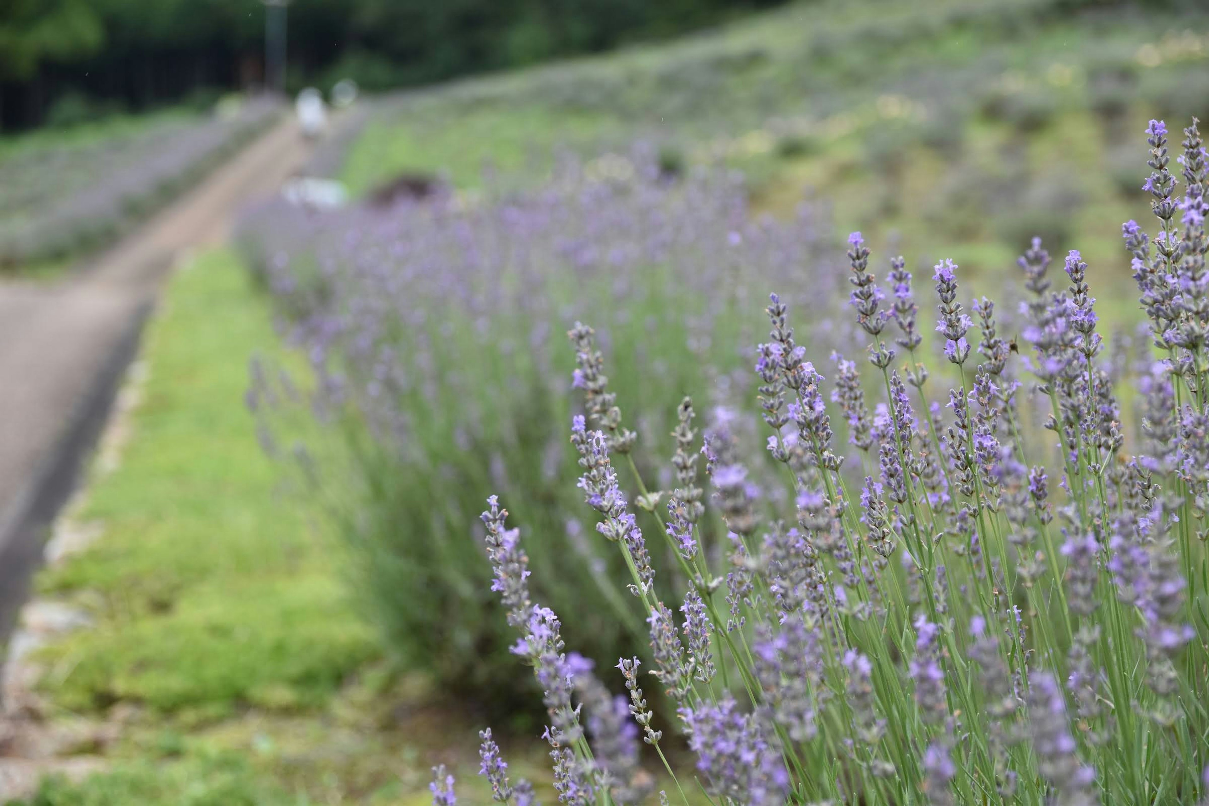 Nahaufnahme eines Lavendelfeldes mit lila Lavendelblüten entlang eines grünen Weges