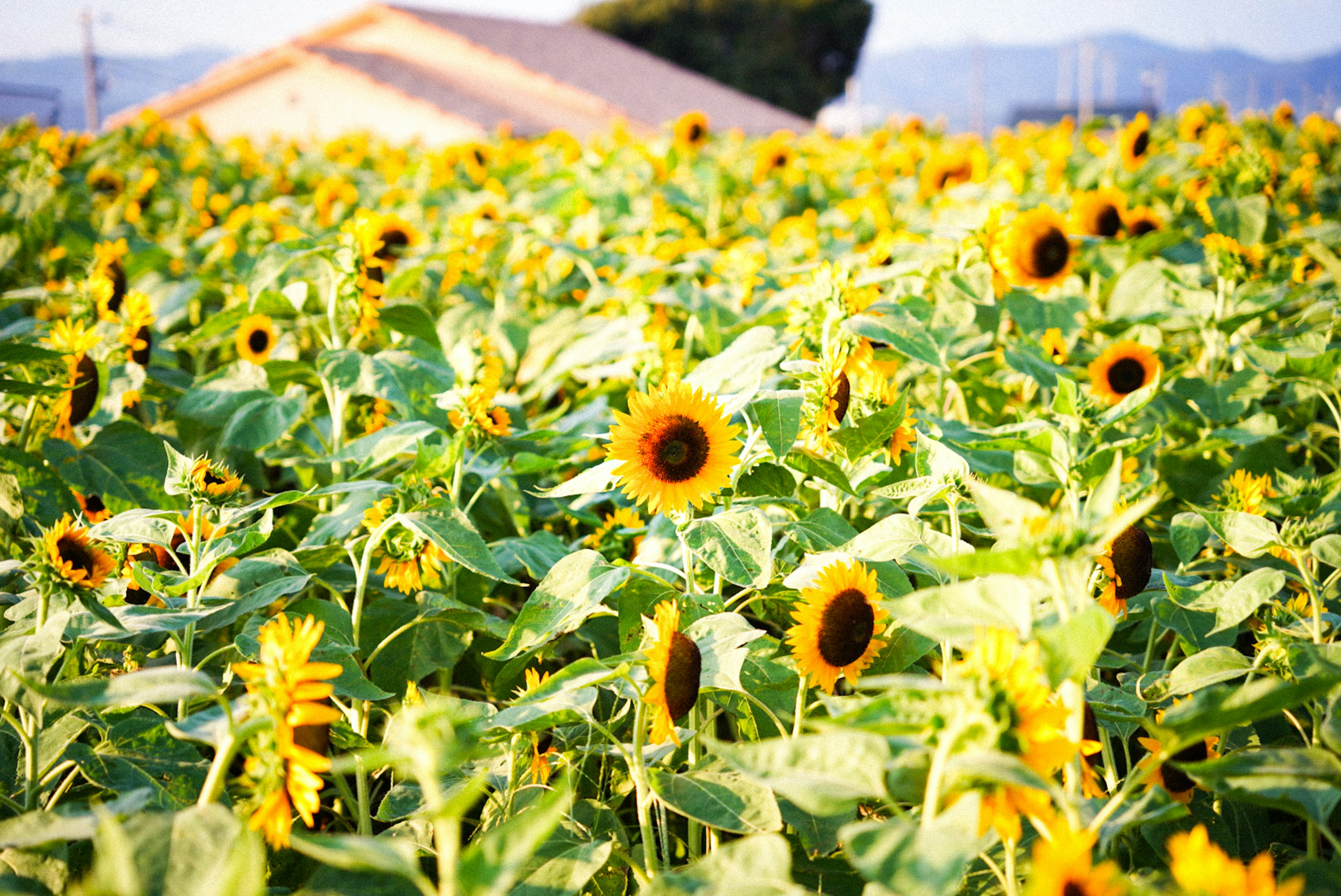 Campo di girasoli con una casa sullo sfondo