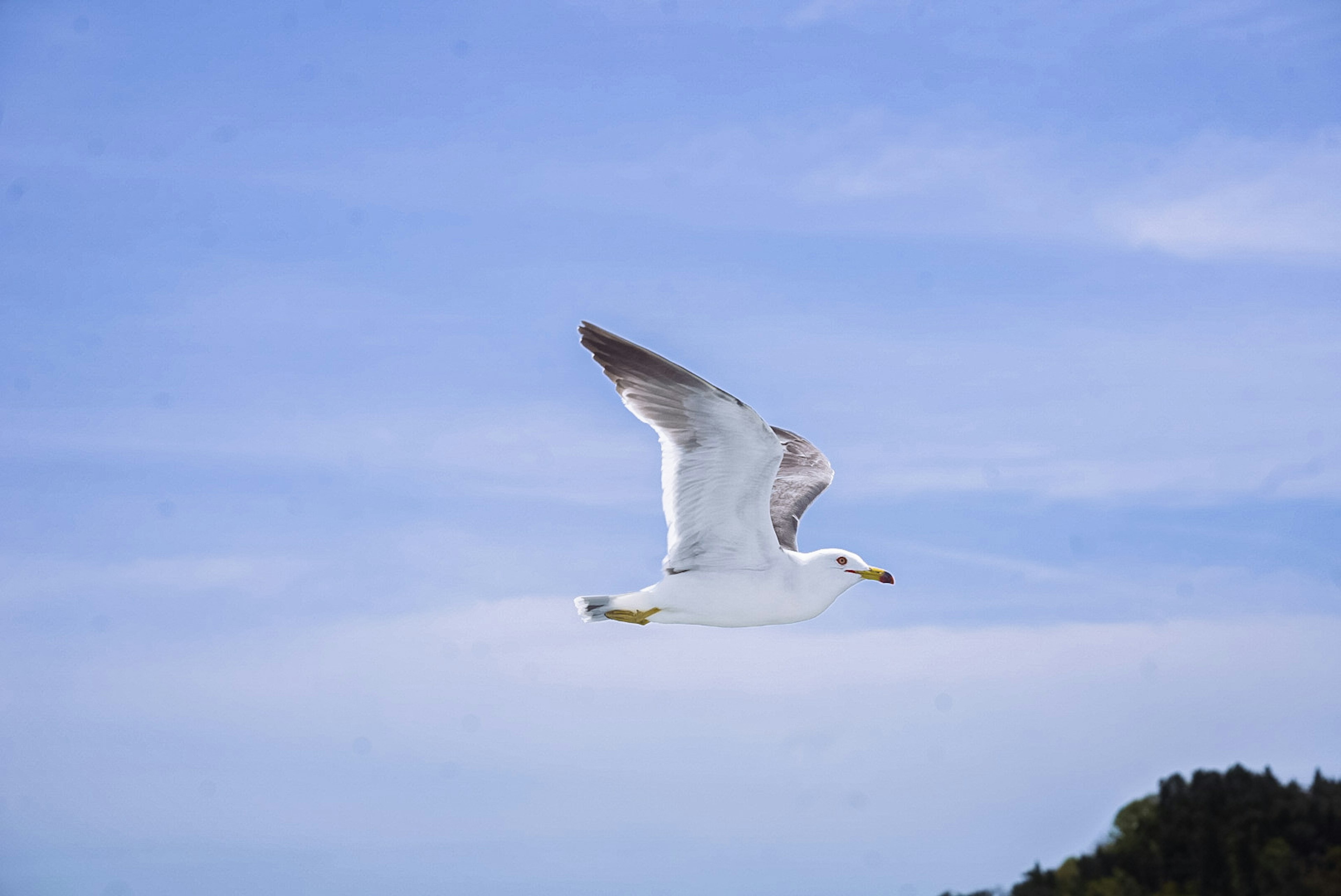 Eine weiße Möwe fliegt vor einem blauen Himmel