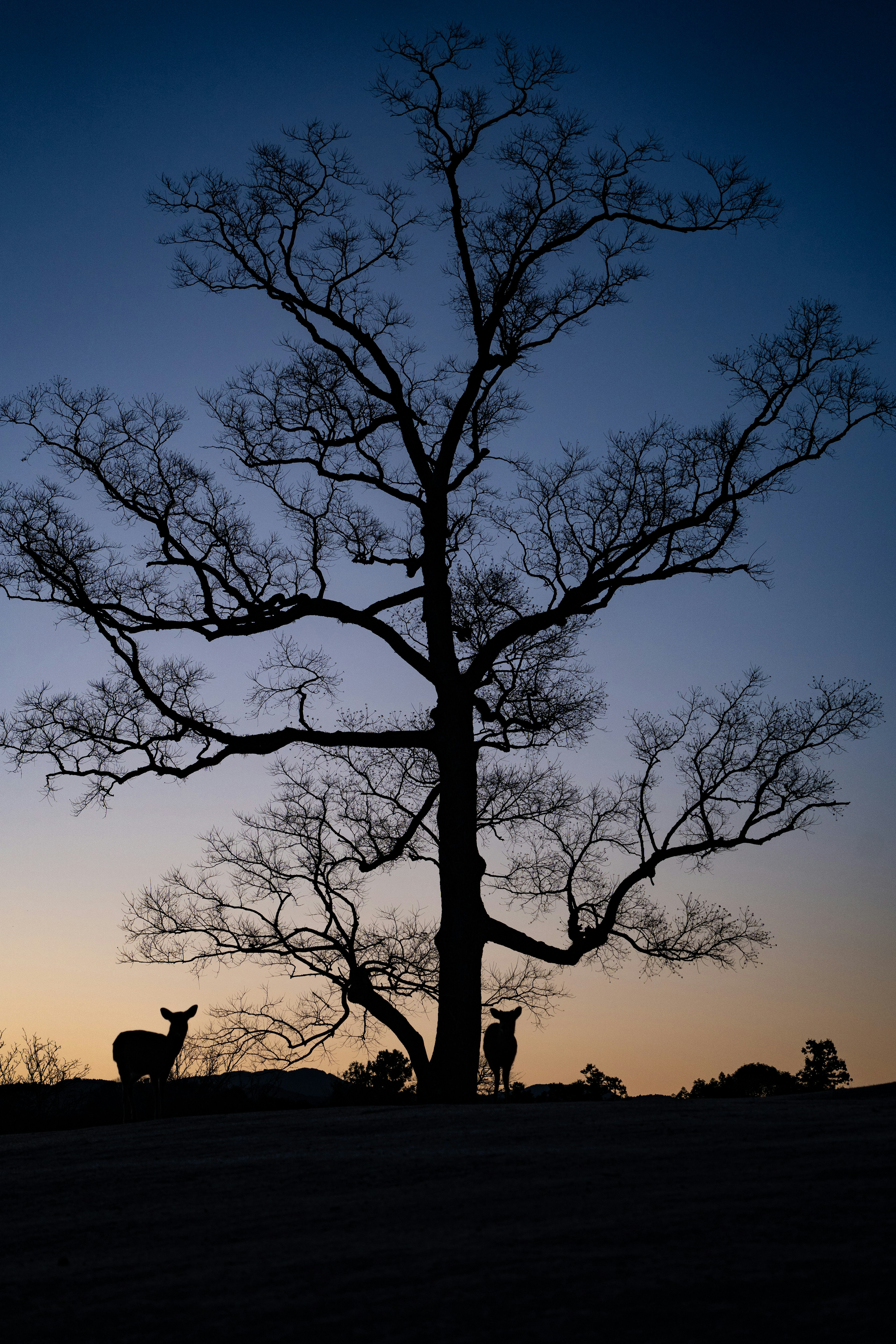 Silhouette eines großen Baumes in der Dämmerung mit Rehen in der Nähe