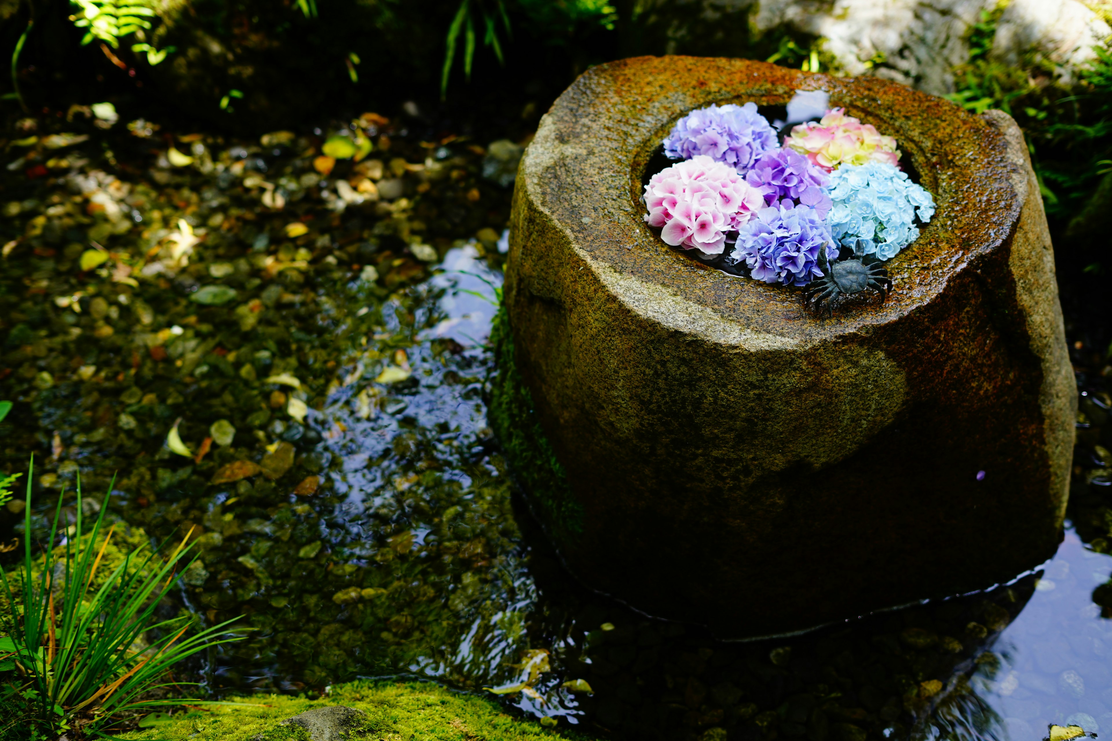 Fleurs colorées reposant sur une pierre dans un cadre aquatique serein