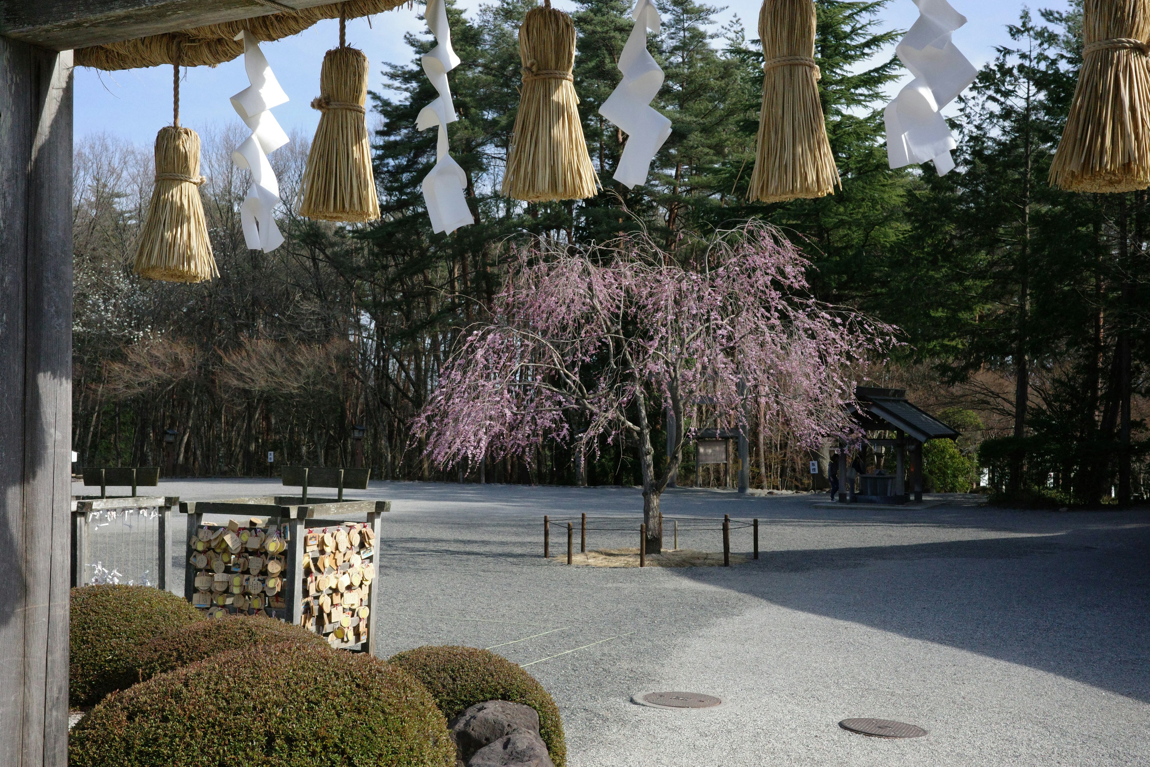 静かな神社の風景に咲く桜の木としめ縄の飾り