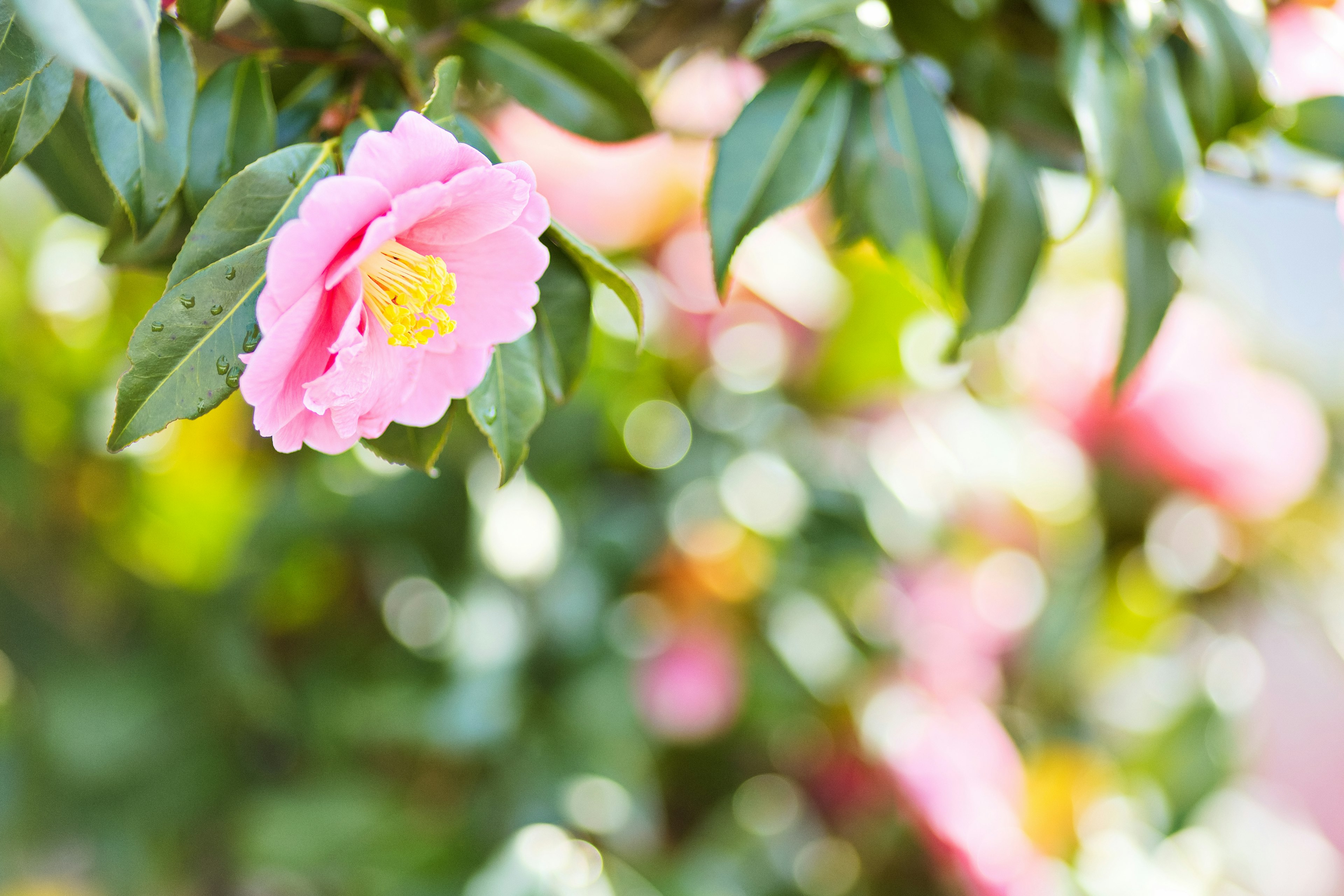 A pink camellia flower surrounded by green leaves with a blurred background