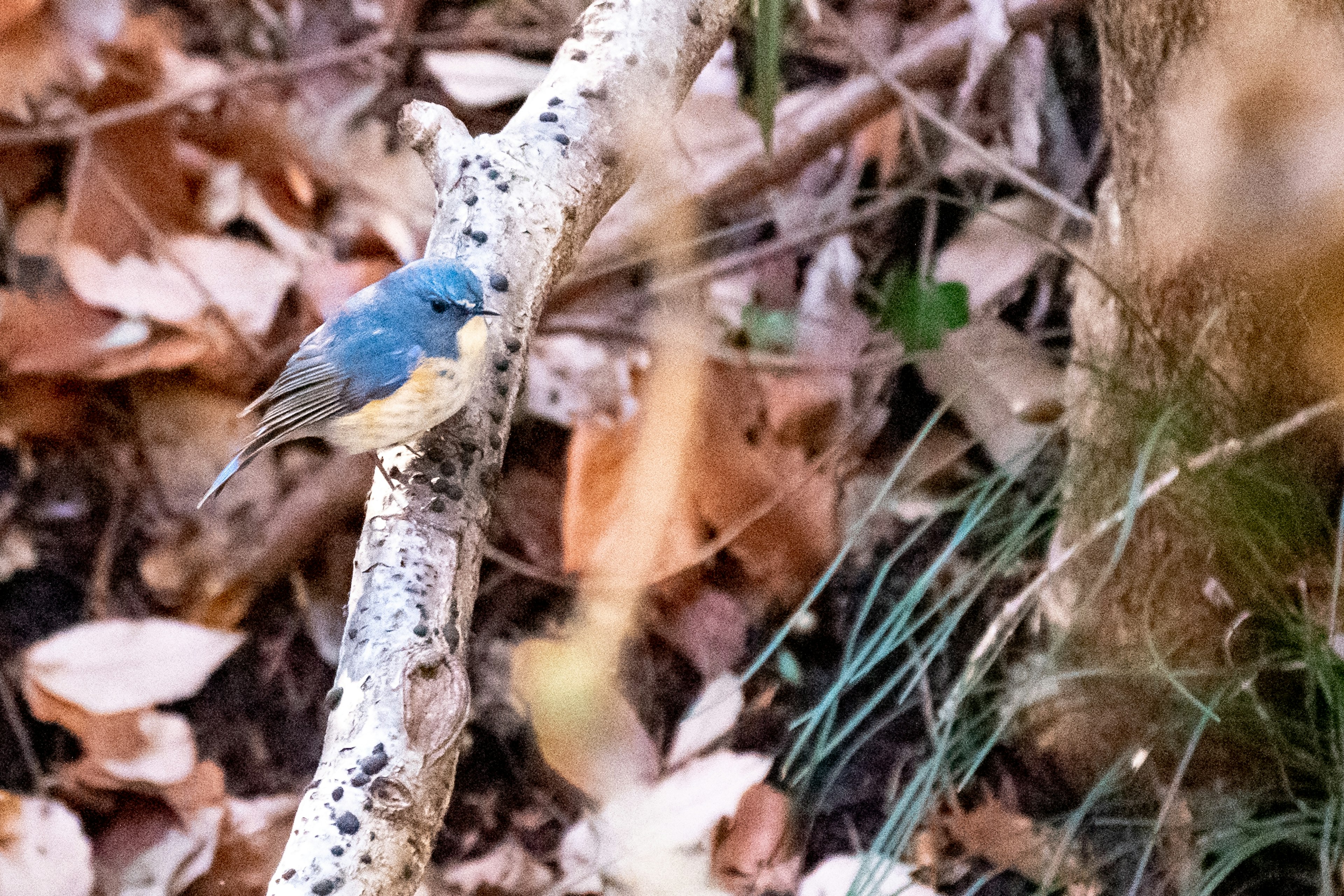 Ein blauer Vogel sitzt auf einem Ast mit fallenem Laub im Hintergrund