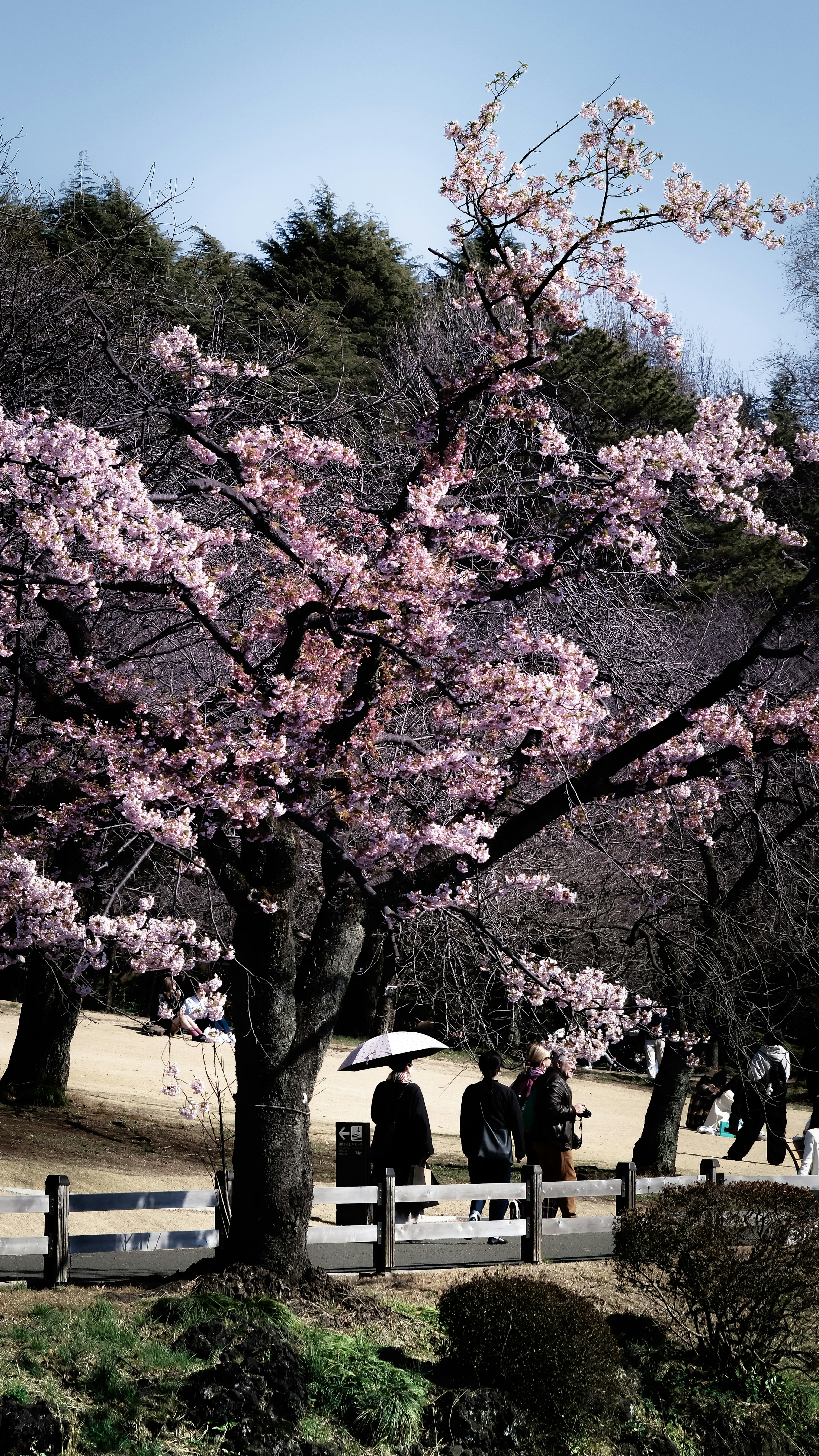 桜の花が咲く木と散歩する人々の風景