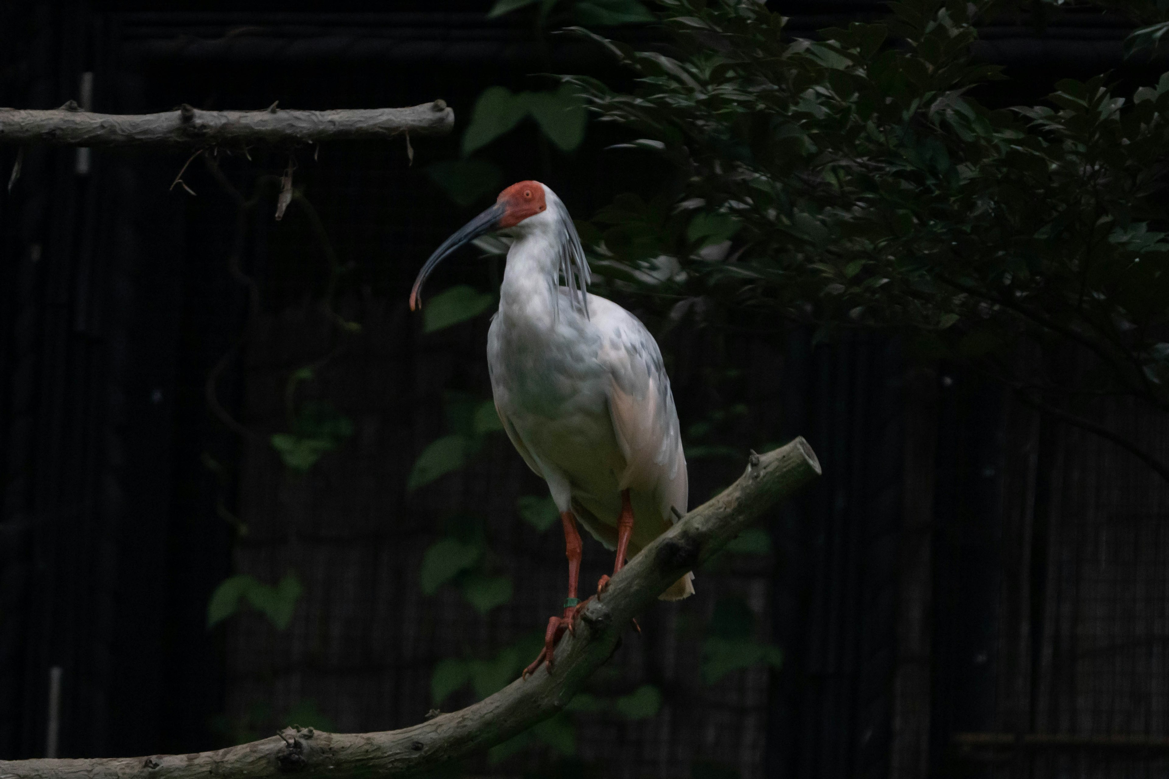 A white bird perched on a branch with a red face and long beak