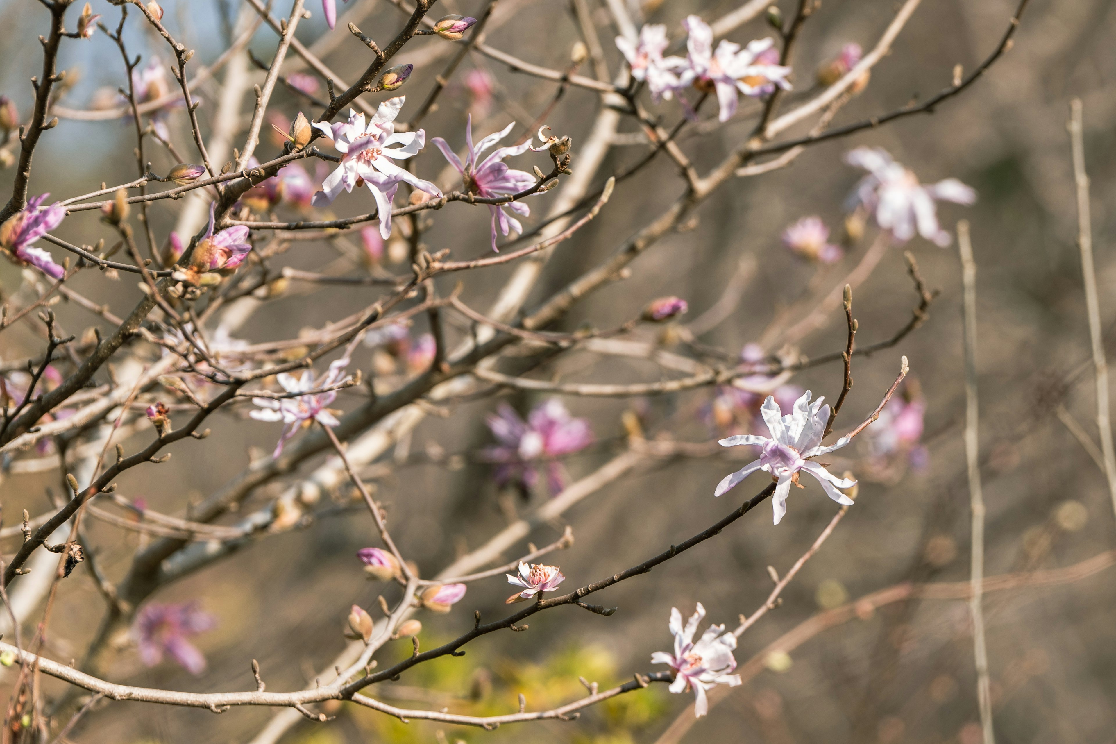 薄紫色の花が咲く木の枝のクローズアップ