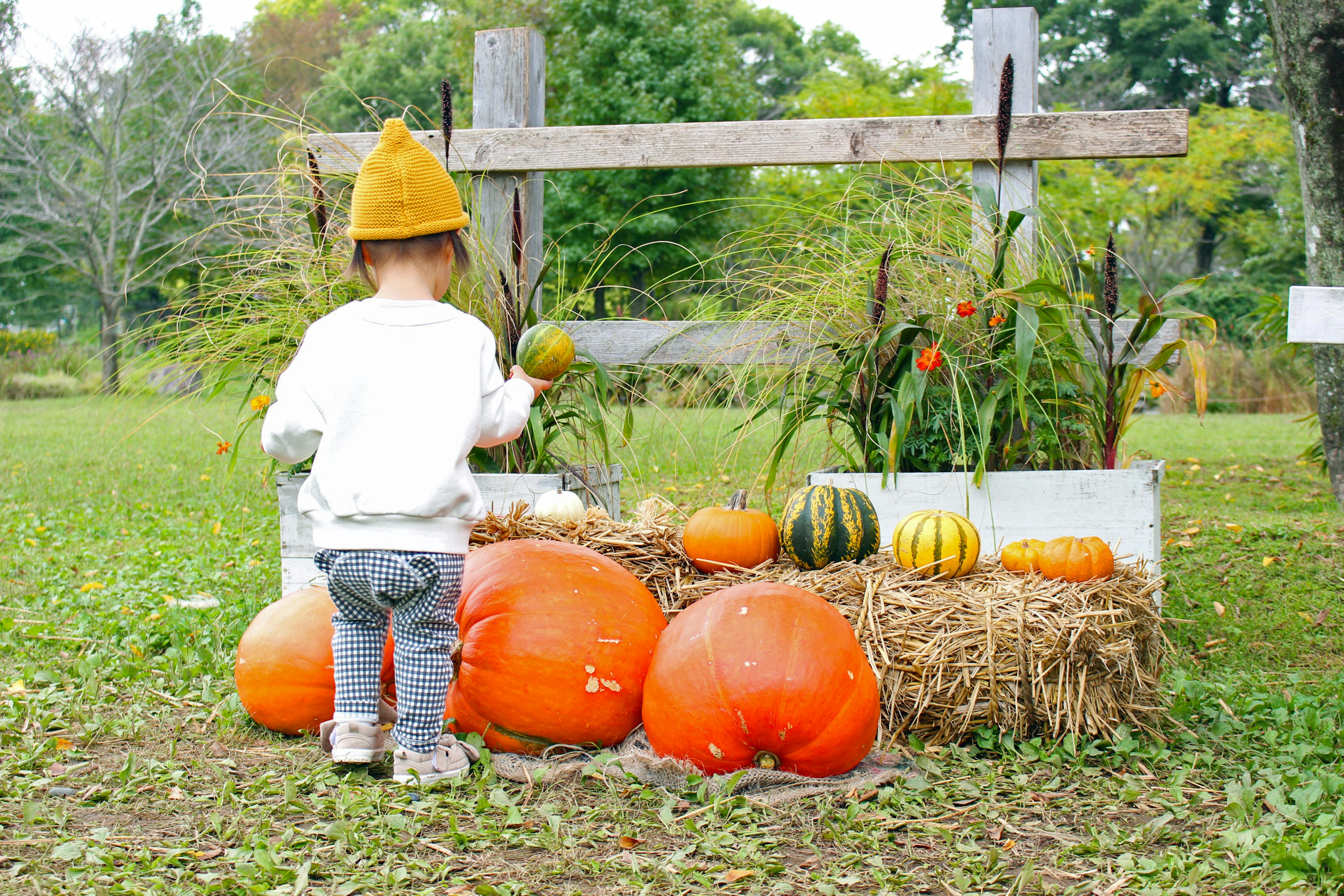 Child playing near pumpkins in a garden setting with orange pumpkins and natural greenery