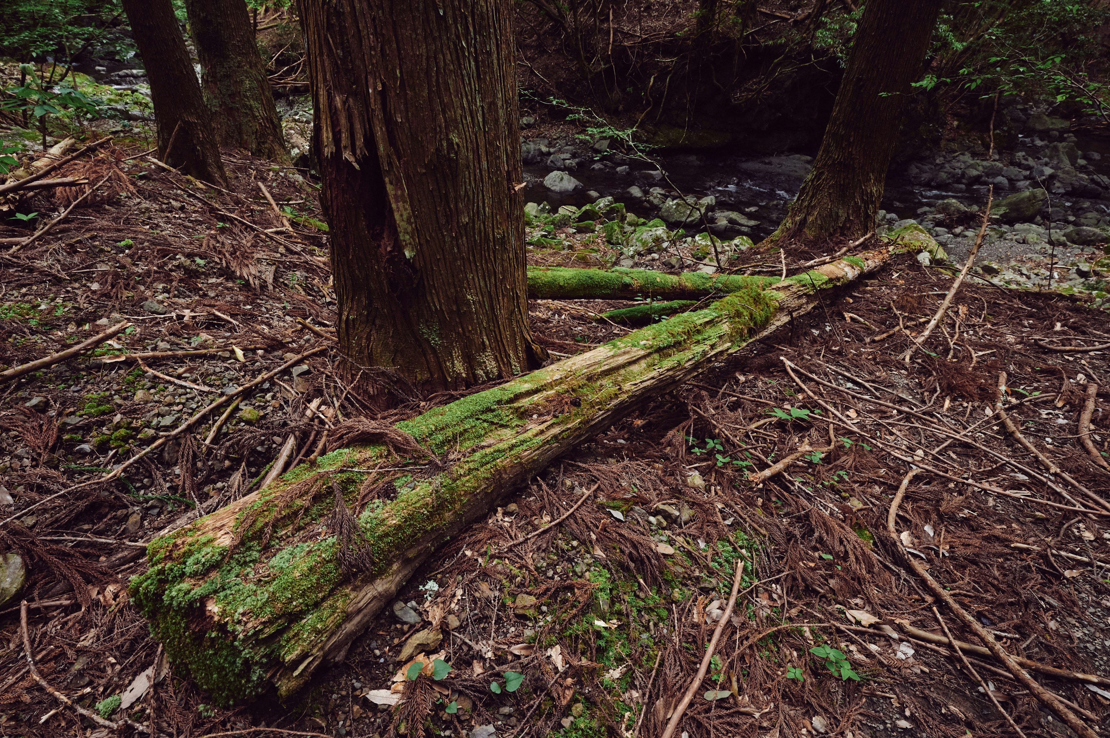 Tronco cubierto de musgo en un bosque cerca de un arroyo