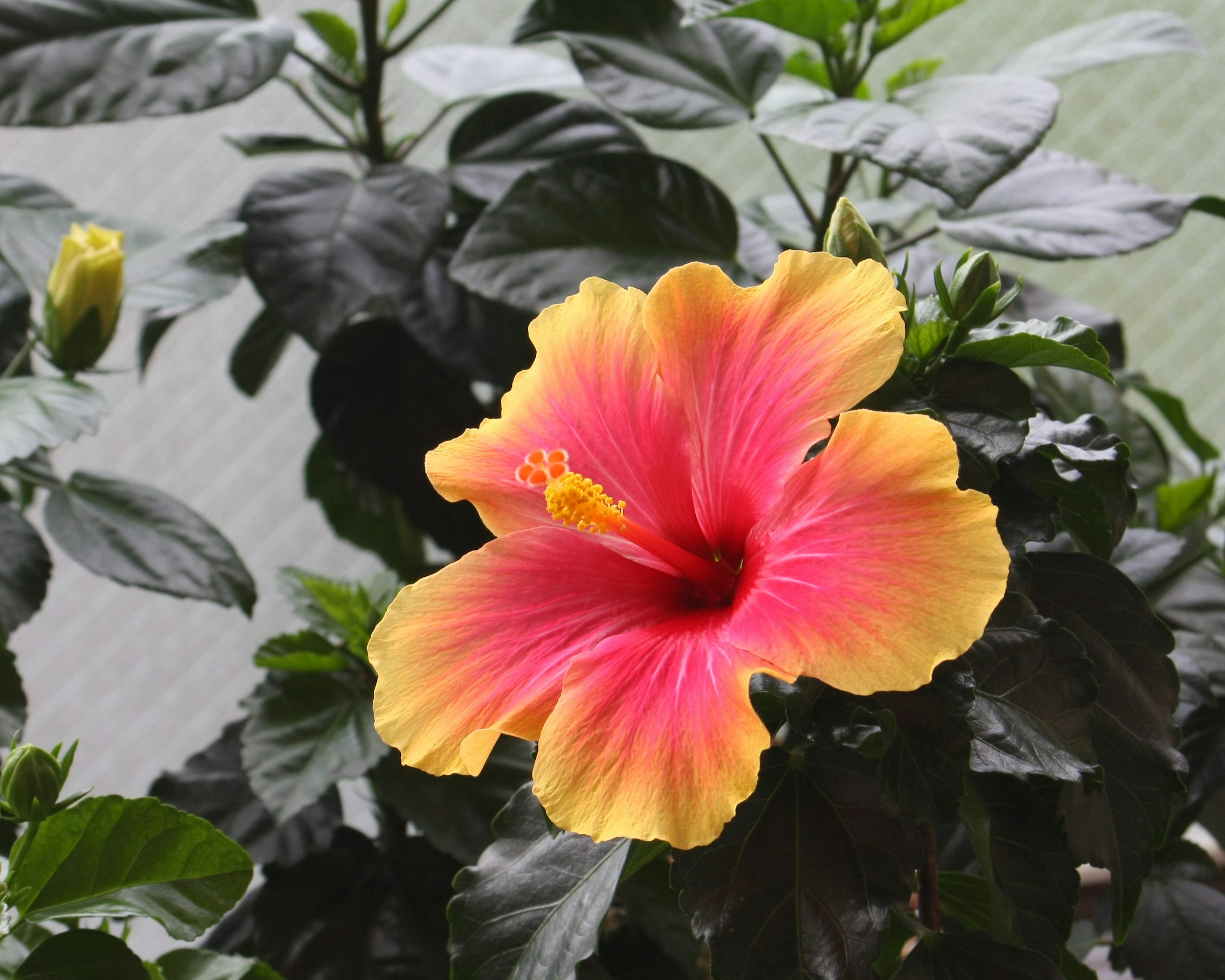 Bunga hibiscus merah muda dan kuning yang cerah mekar di antara daun hijau