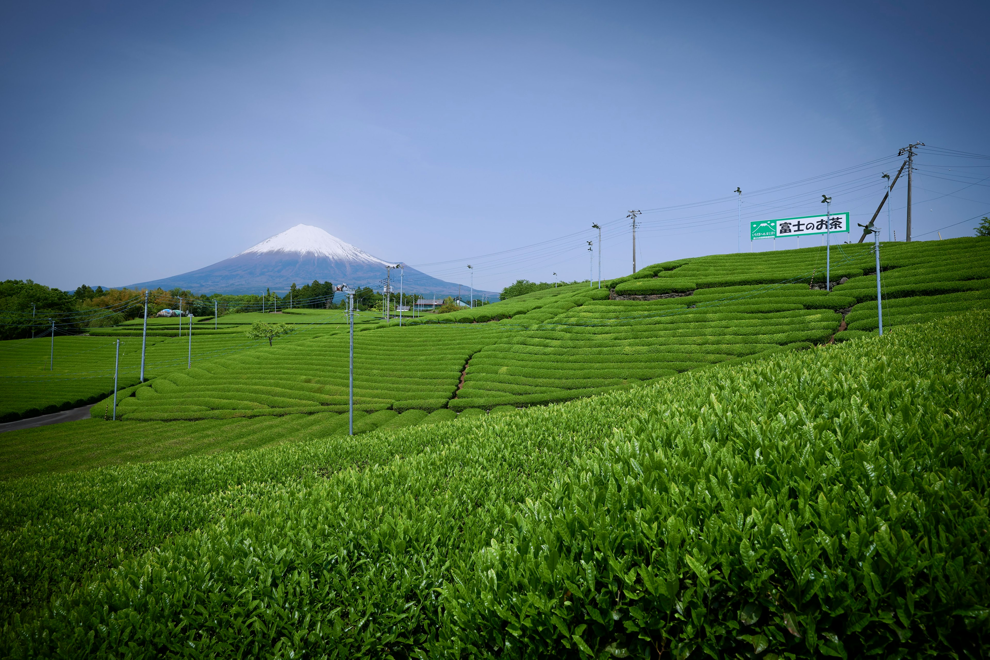 美しい緑の茶畑と富士山の風景