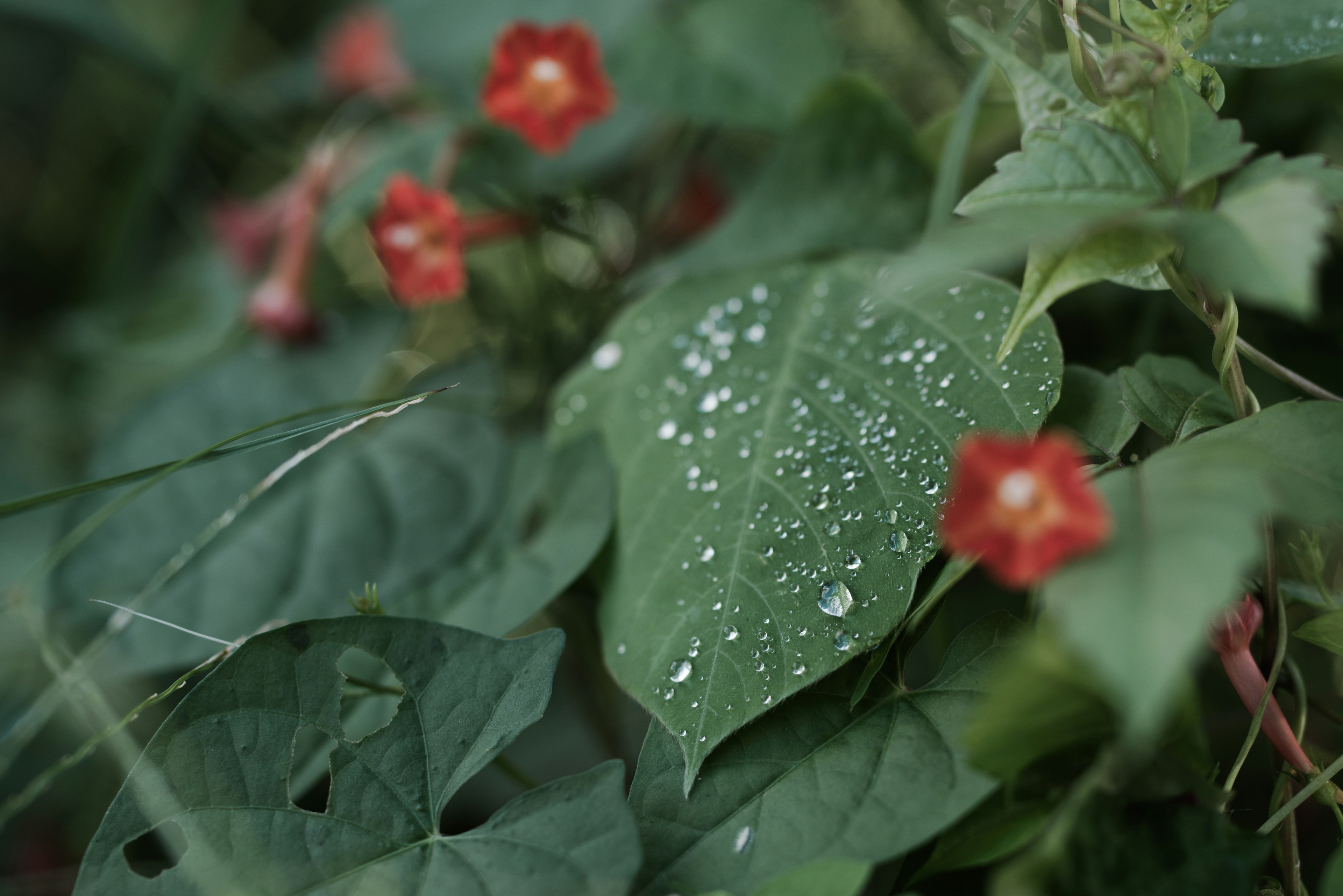 A natural scene featuring green leaves and red flowers with water droplets on the leaves