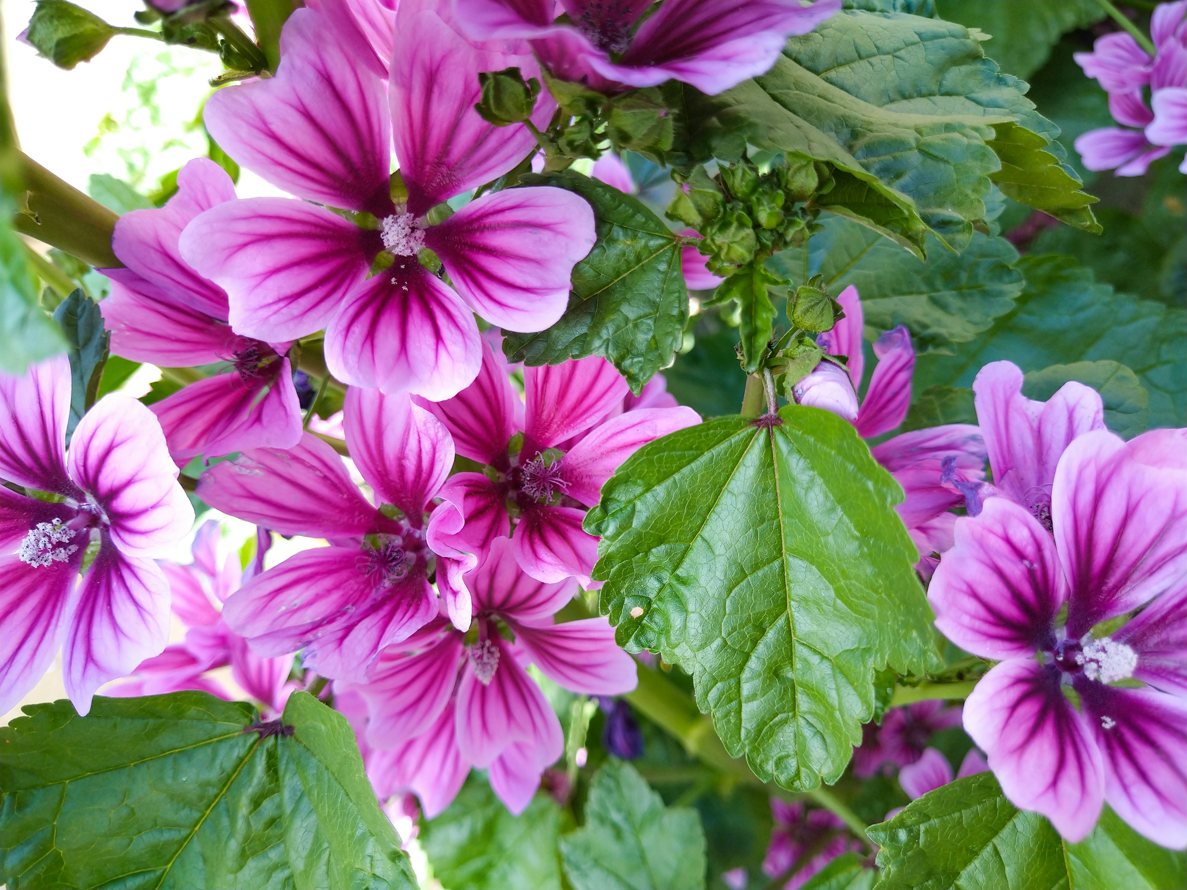 Close-up of beautiful flowers with purple petals and green leaves