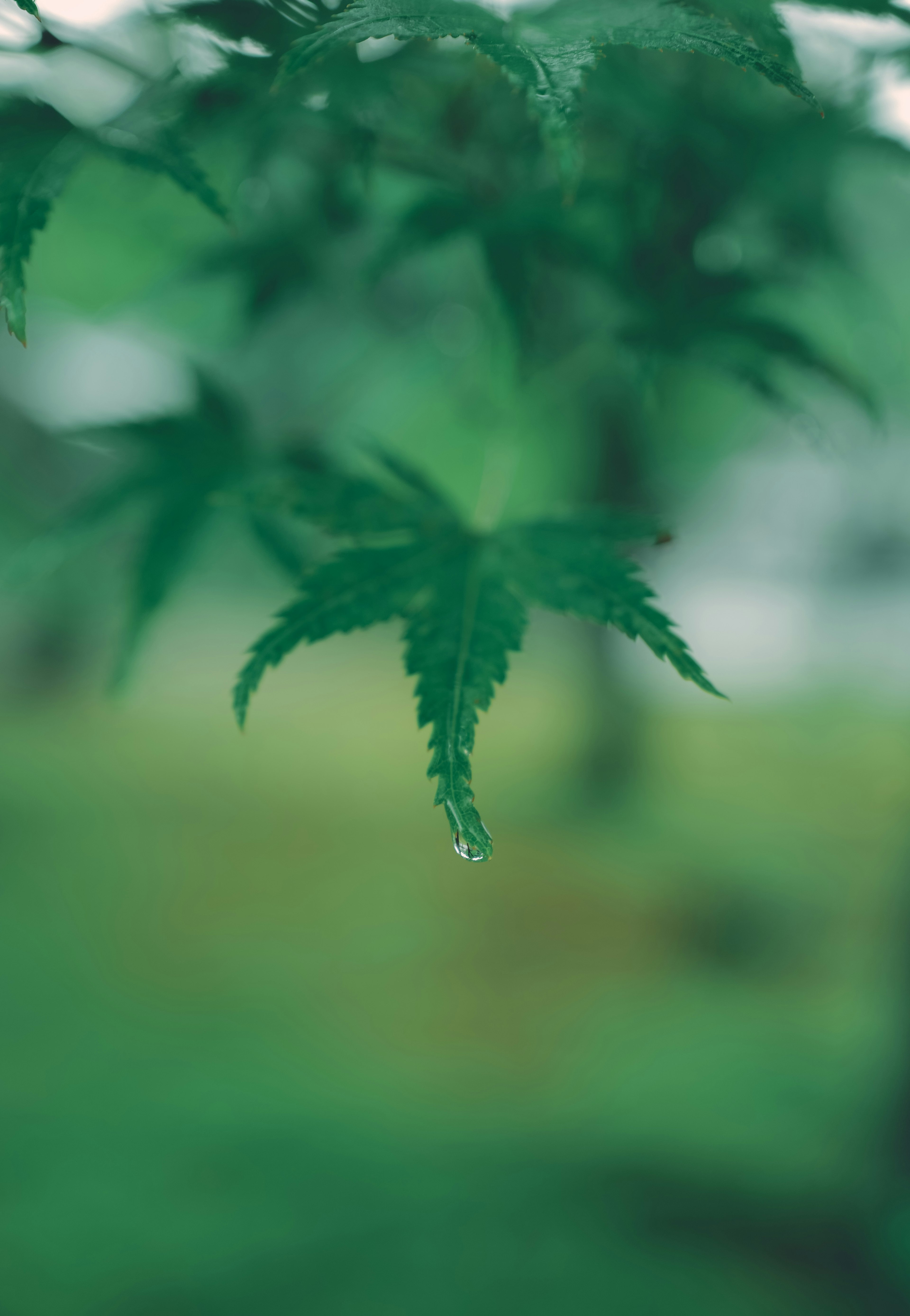 Green maple leaves glistening with raindrops