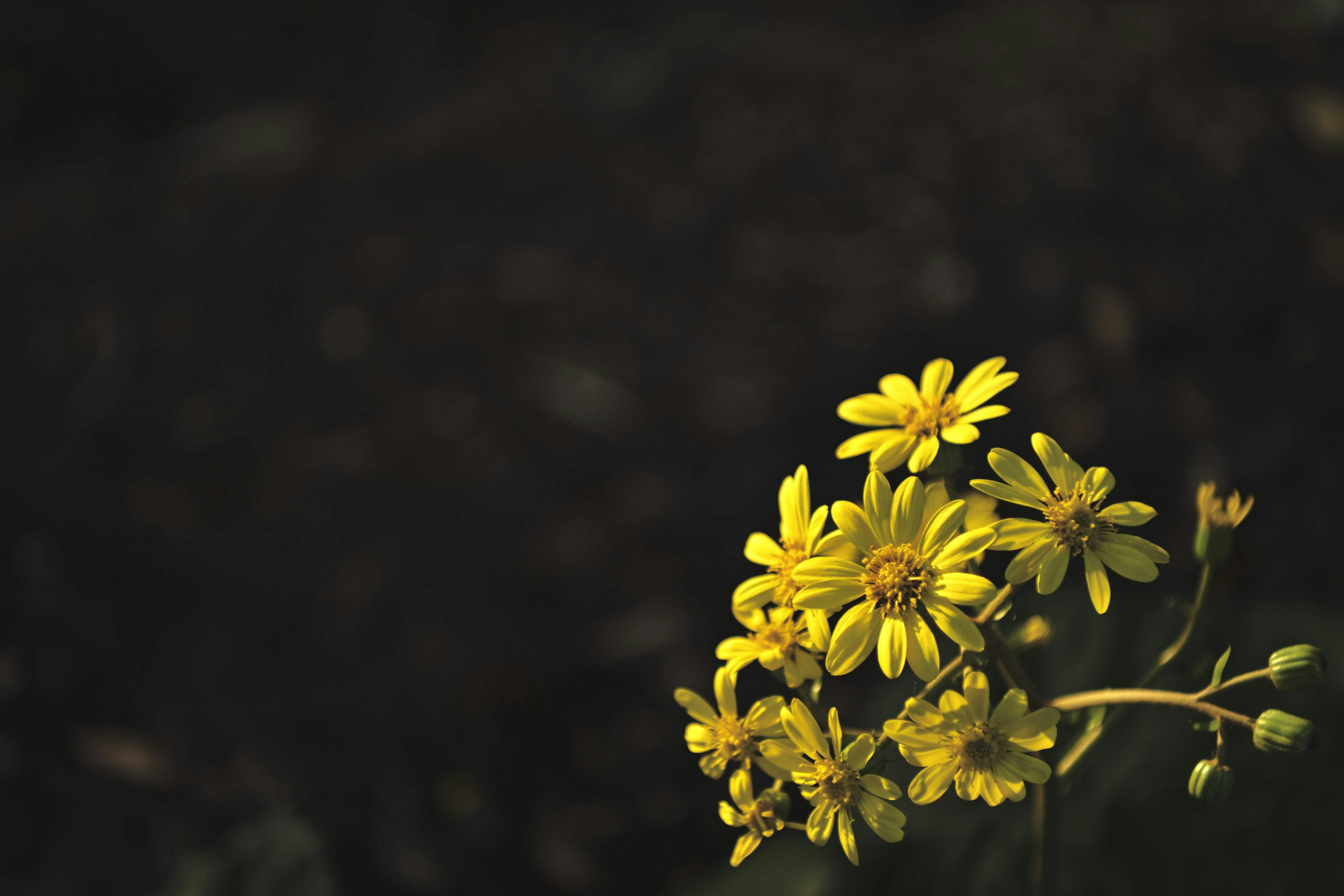 Bunte gelbe Blumen vor einem dunklen Hintergrund