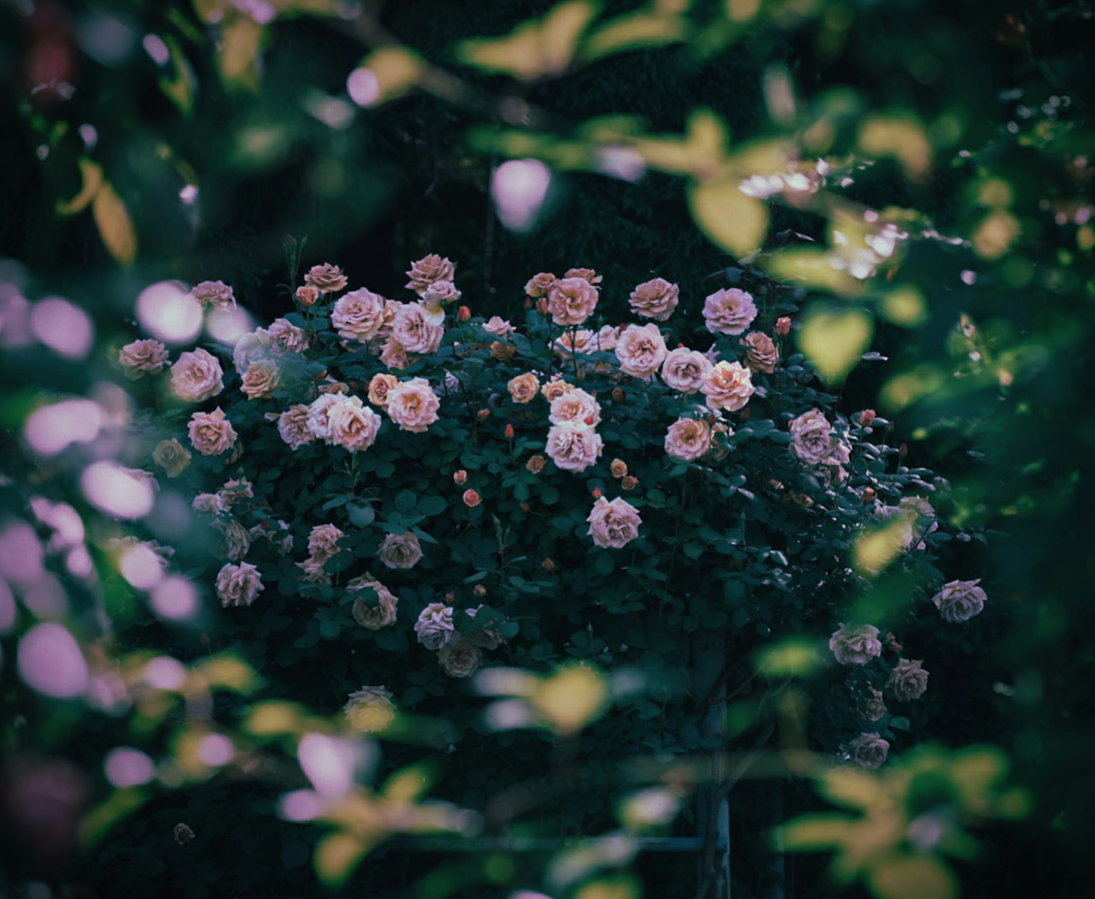 緑の葉に囲まれた淡いバラの花束