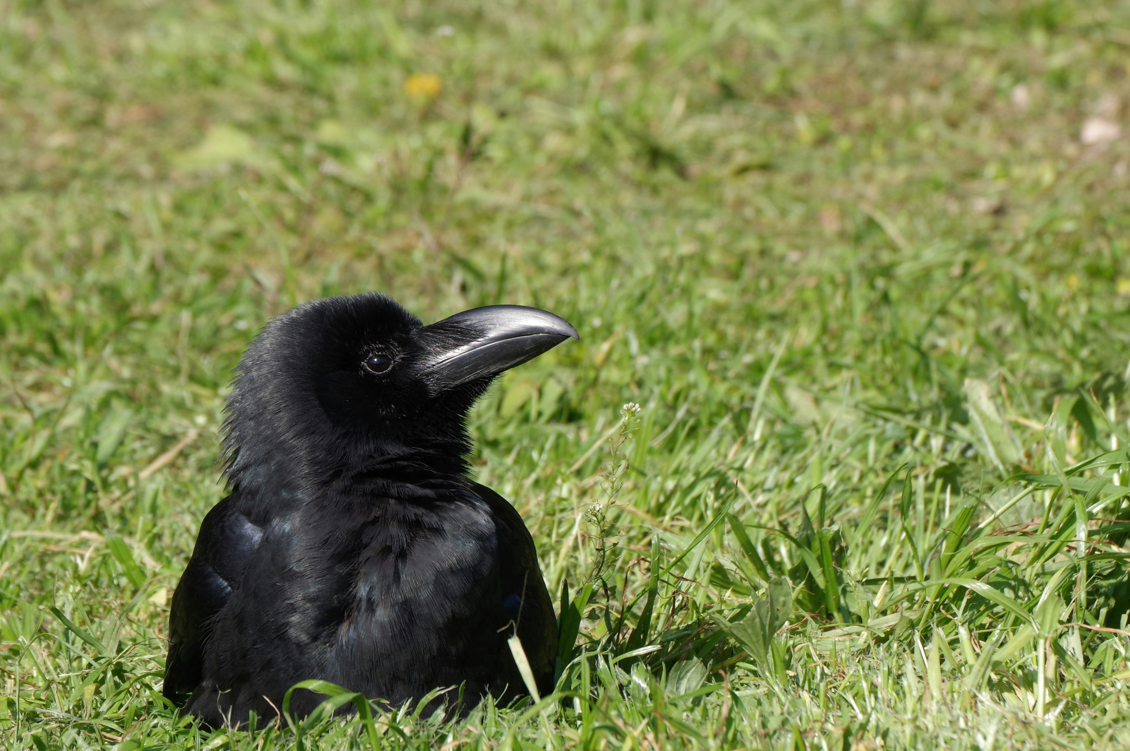 Un corvo nero che riposa sull'erba