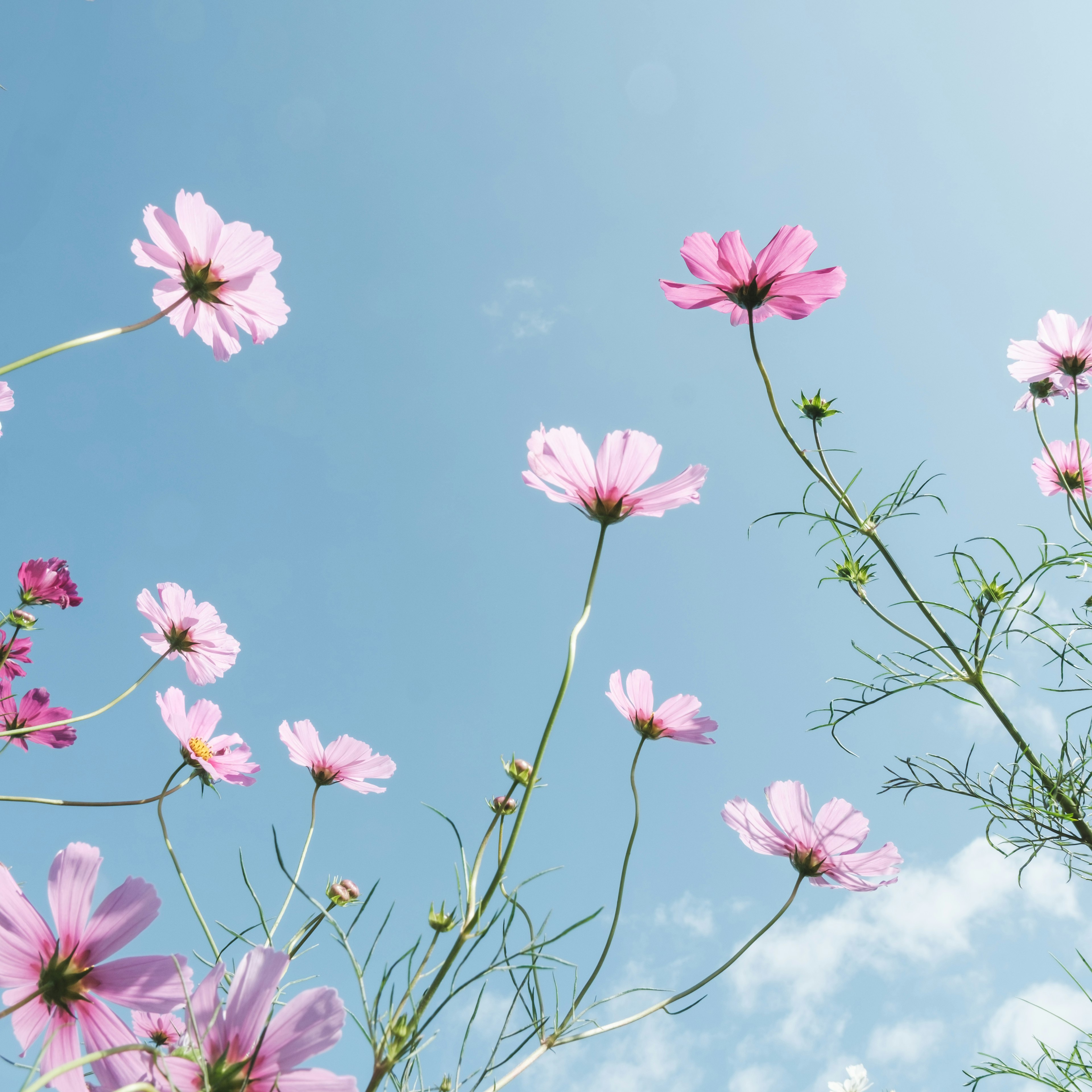 青空に咲くピンクのコスモスの花々