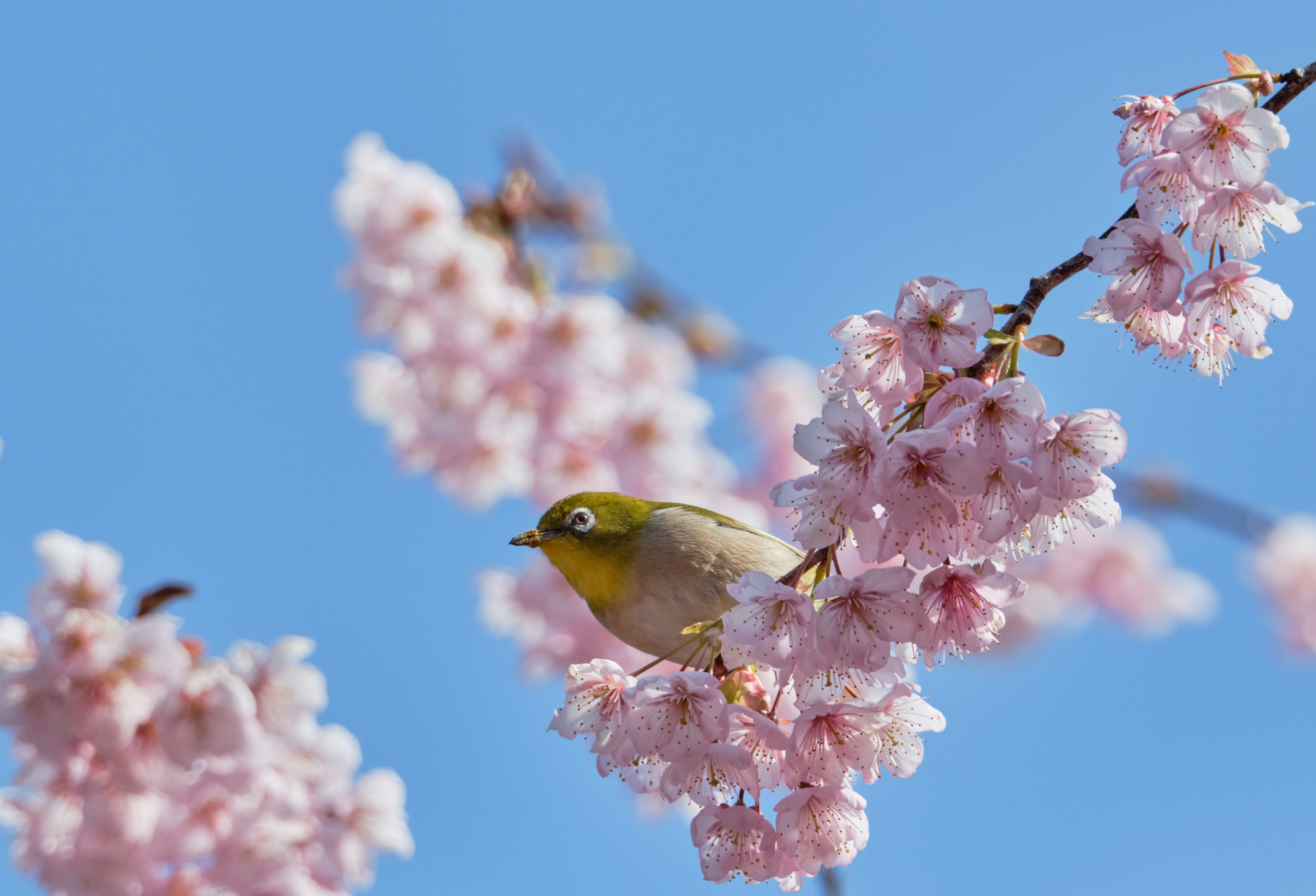 Small green bird perched on cherry blossom branch against blue sky