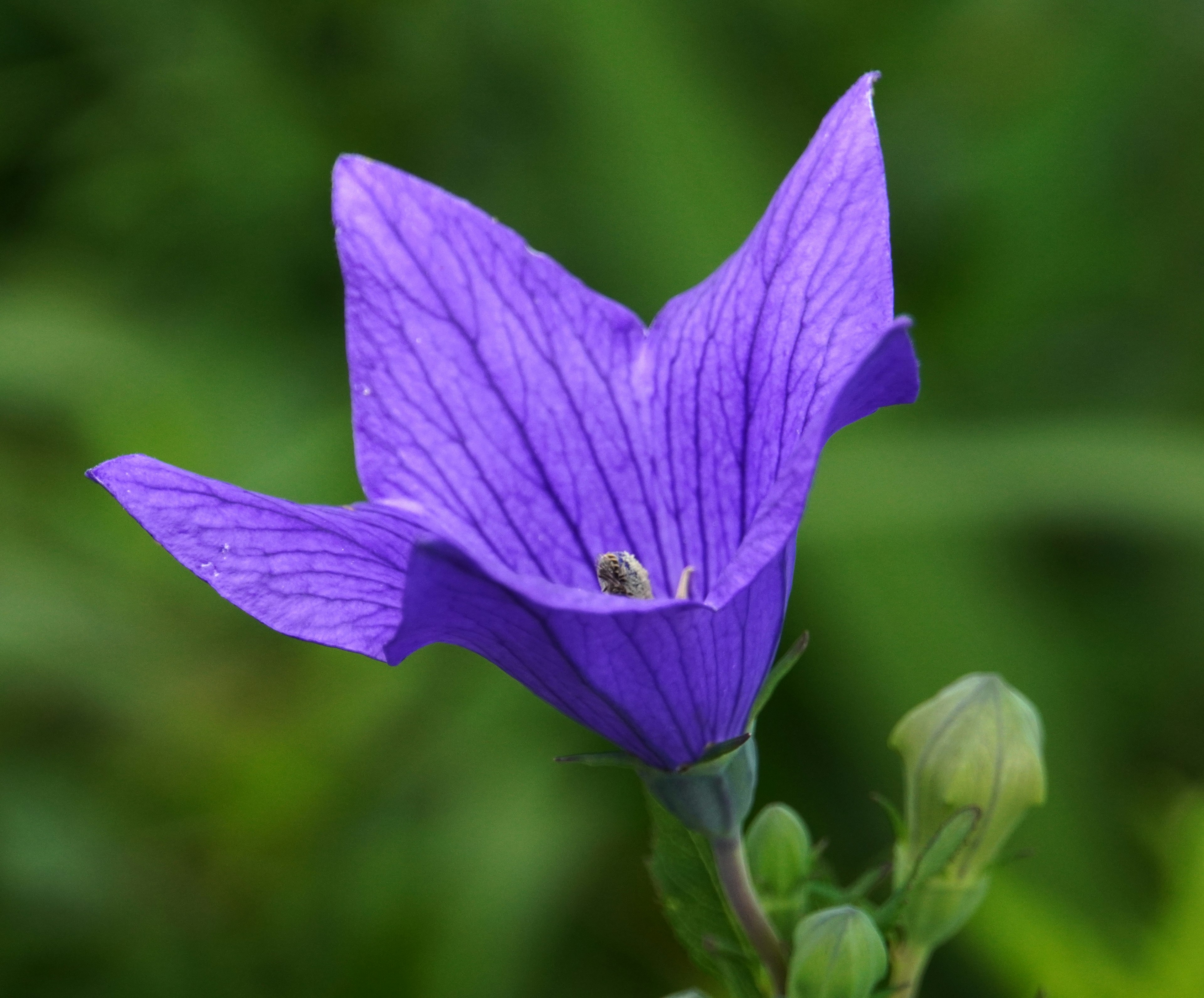 Eine lebendige lila Blume mit zarten Blütenblättern vor grünem Hintergrund