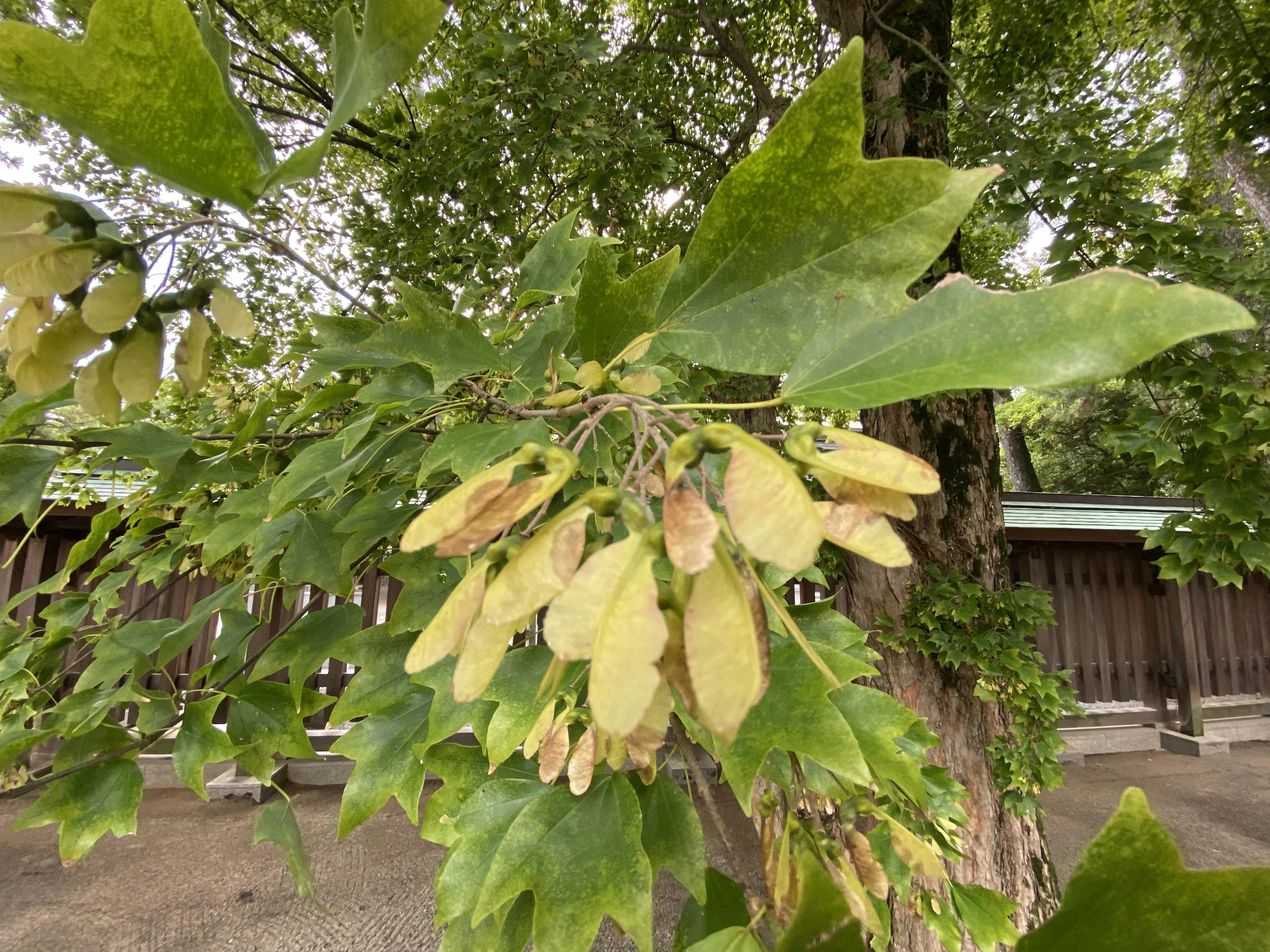 Branch with green leaves and seed pods