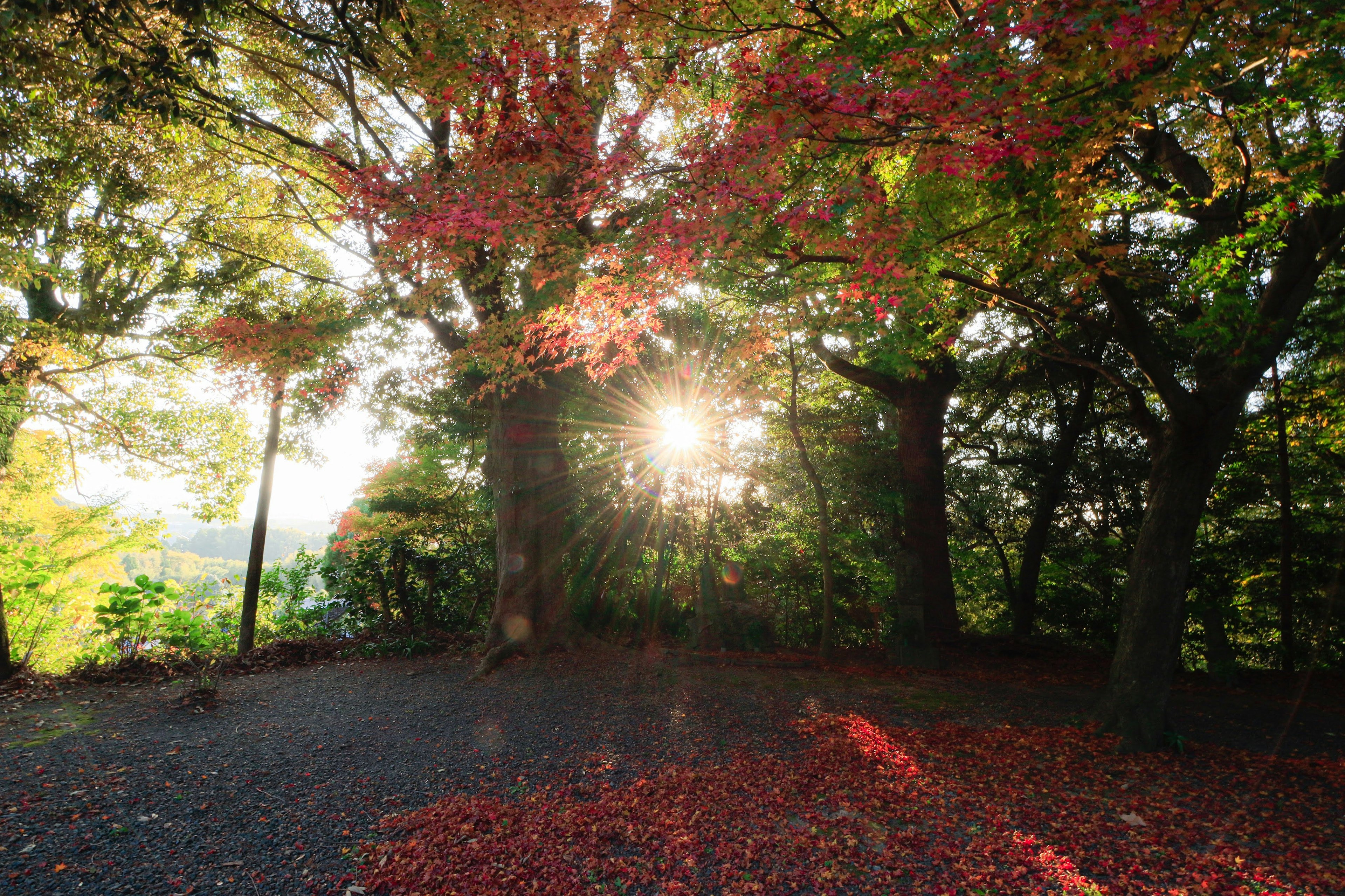 紅葉のある森の中に差し込む光と落ち葉