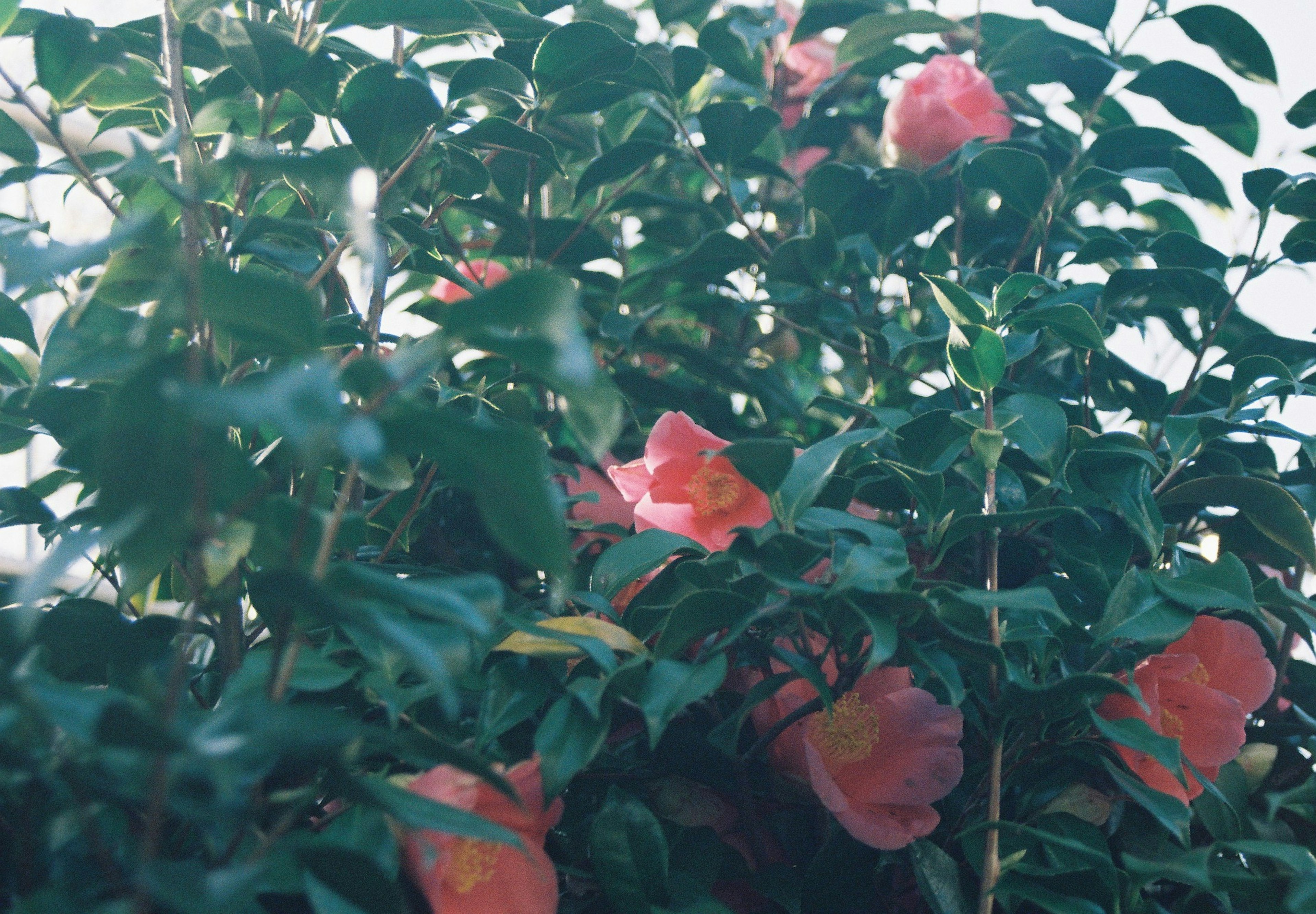 Nahaufnahme von blassen rosa Blumen umgeben von grünen Blättern