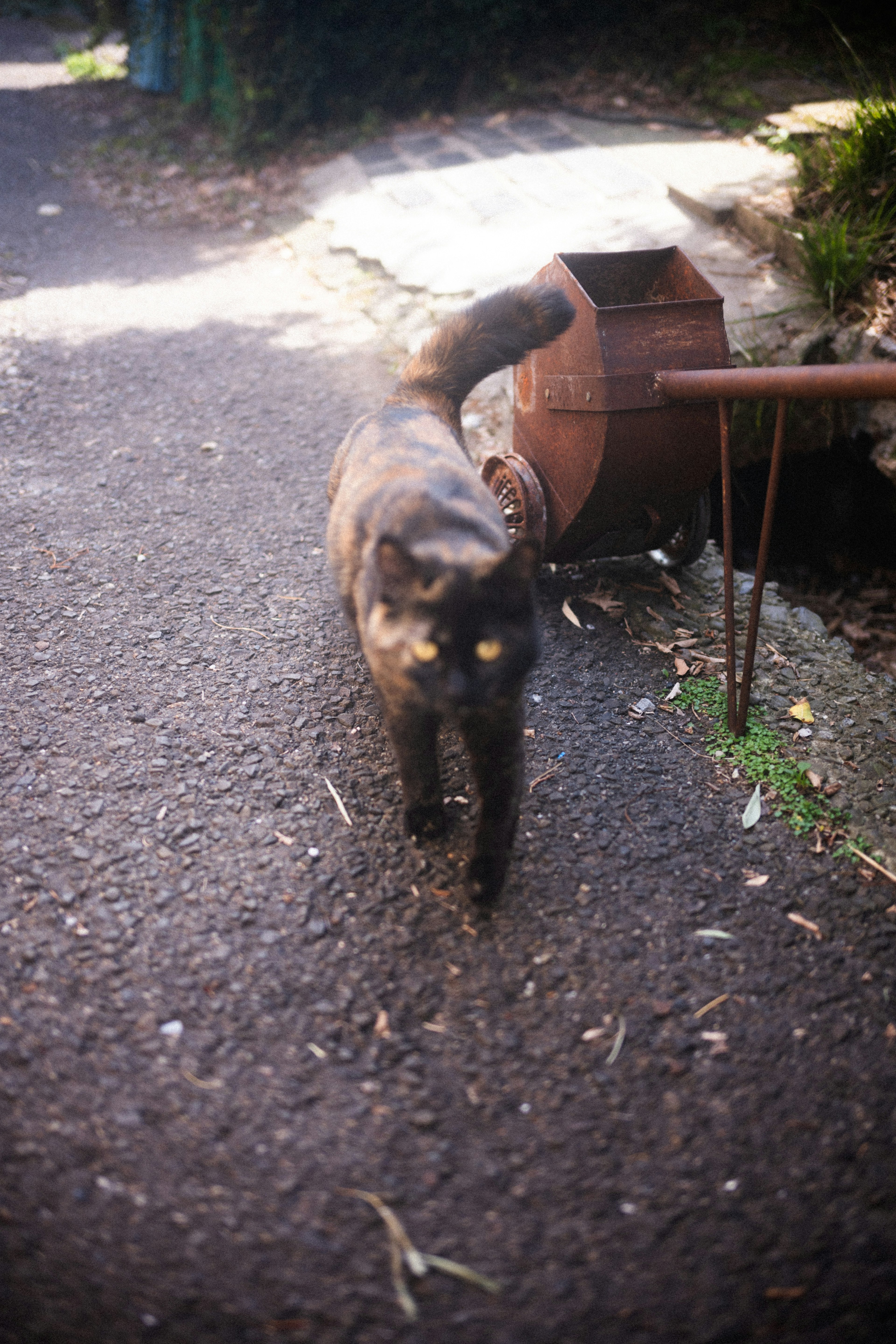 Eine schwarze Katze, die einen Weg entlangläuft, mit grünen Pflanzen in der Nähe