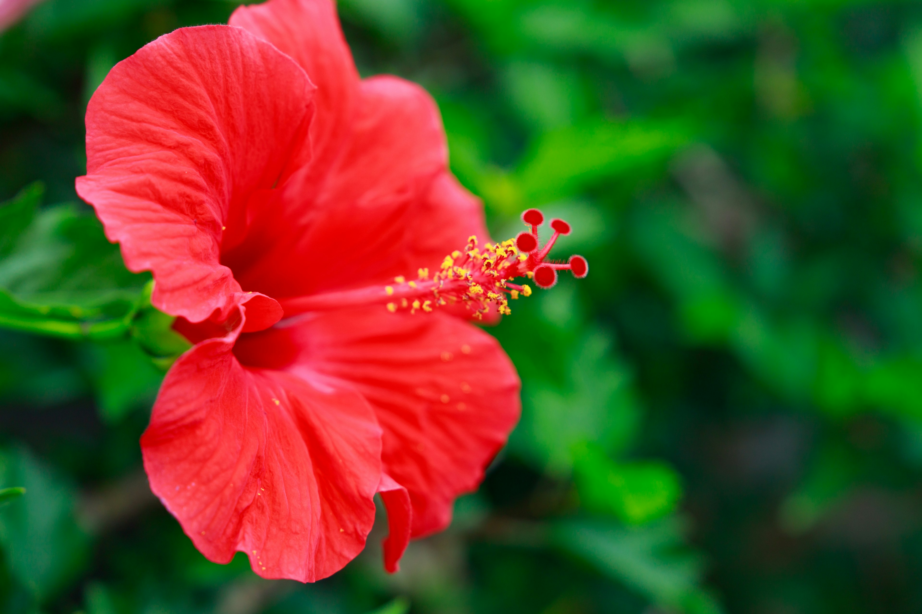 Flor de hibisco rojo brillante floreciendo entre hojas verdes