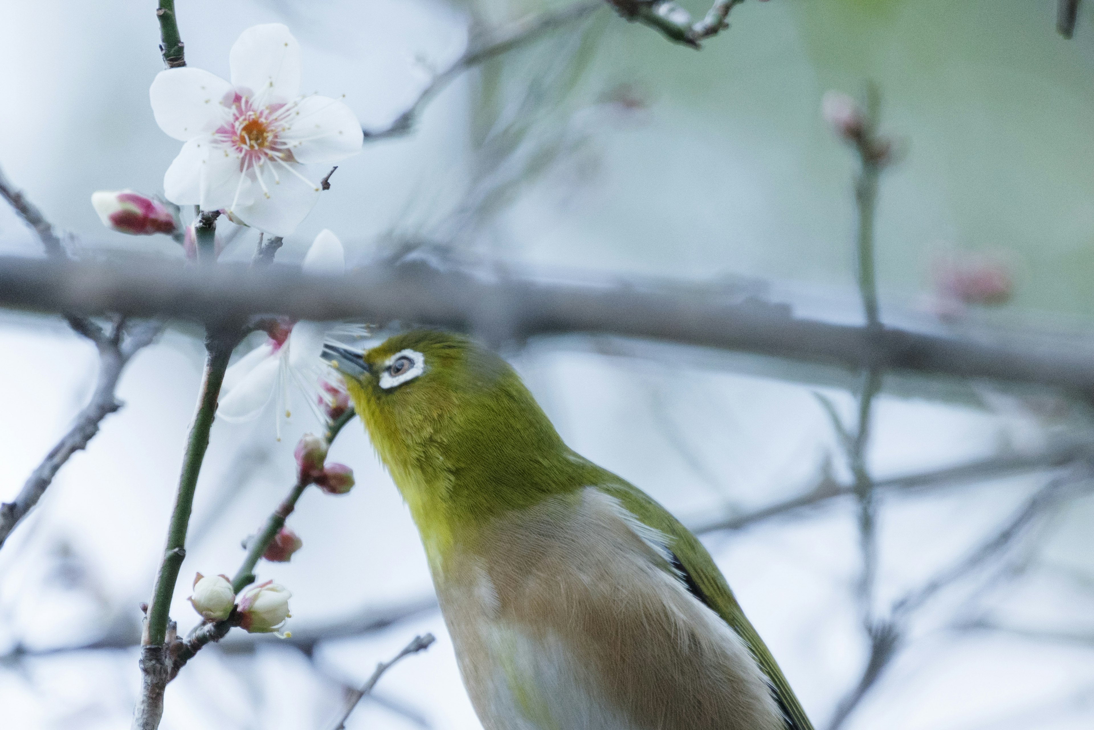 Ein kleiner Vogel, der Nektar von einem Kirschblütenzweig trinkt