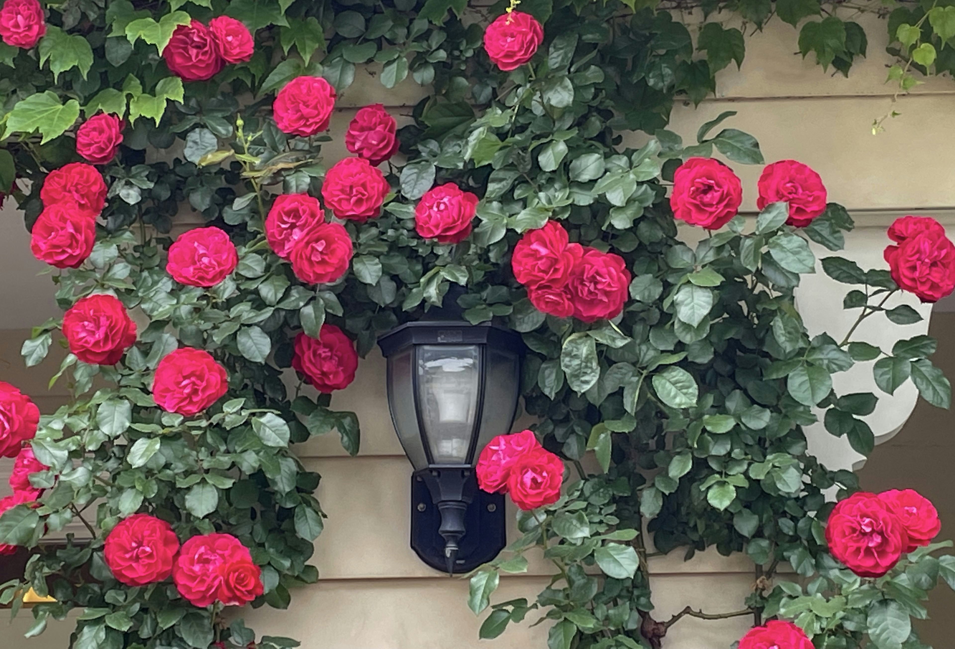 Mur orné de roses rouges entourant un lampadaire