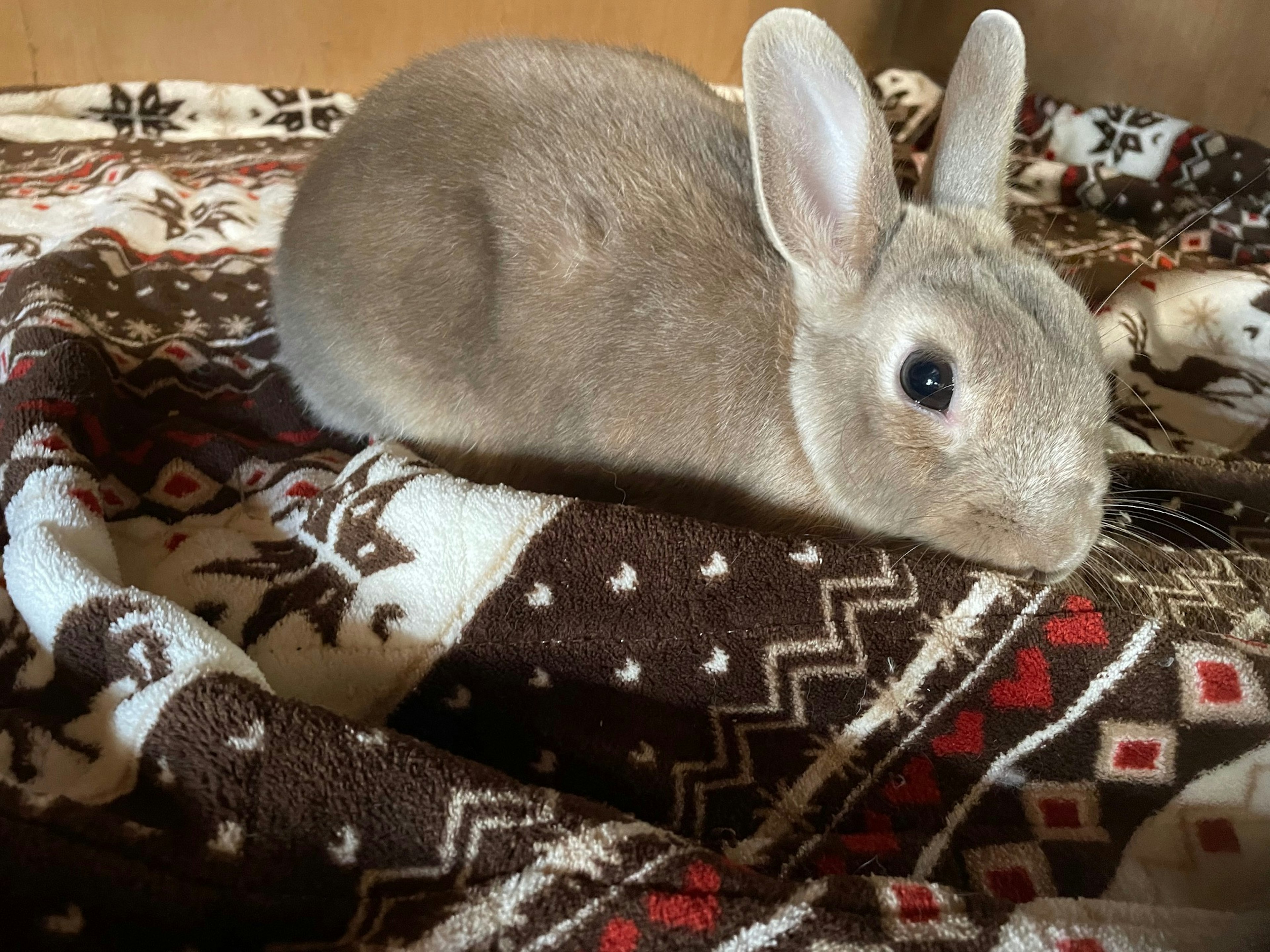 Ein kleiner grauer Hase, der auf einer bunten Decke ruht