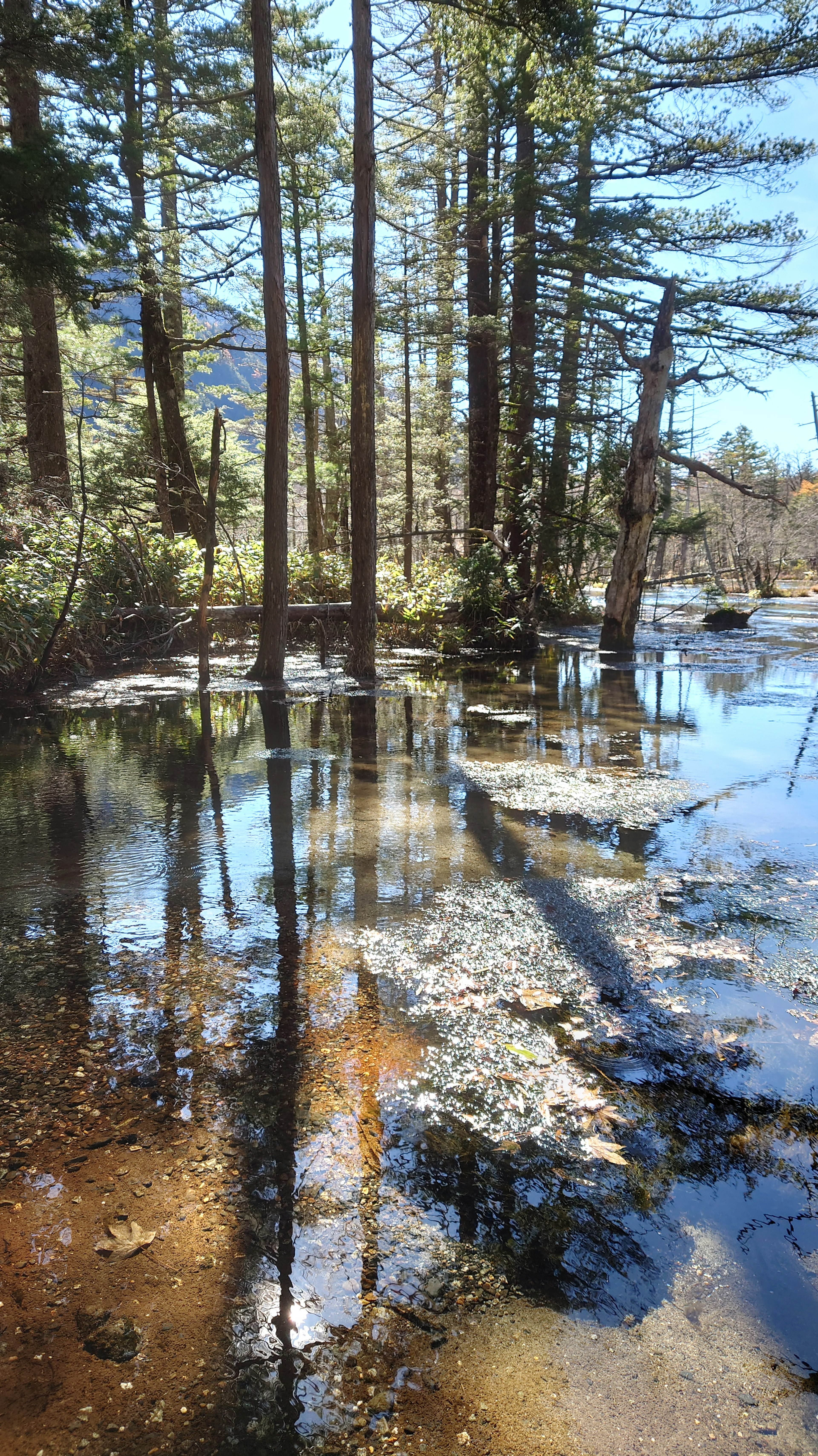 Vista panoramica di alberi che si riflettono sull'acqua con cielo azzurro