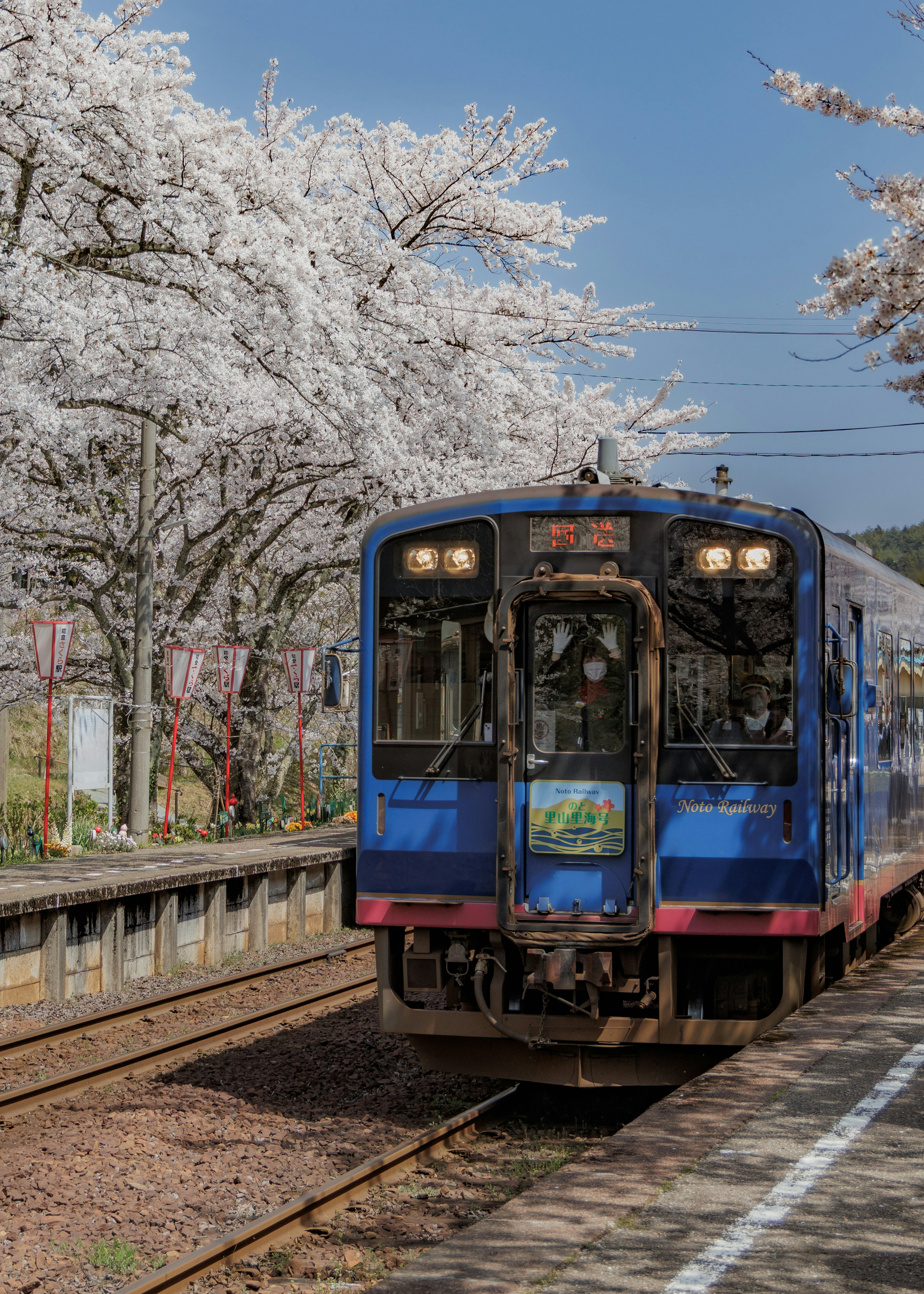 รถไฟสีน้ำเงินจอดอยู่ใต้ต้นซากุระ